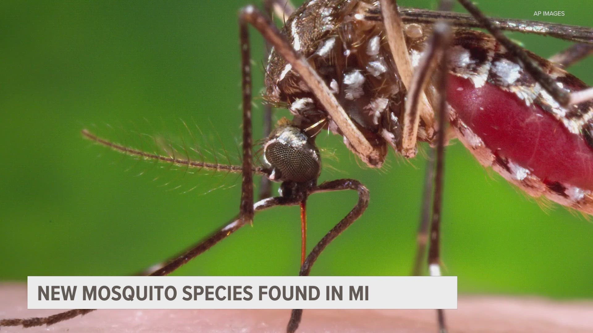 The Kent County Health Department says two new species of mosquitoes were found during regular monitoring that could introduce new diseases to the area.