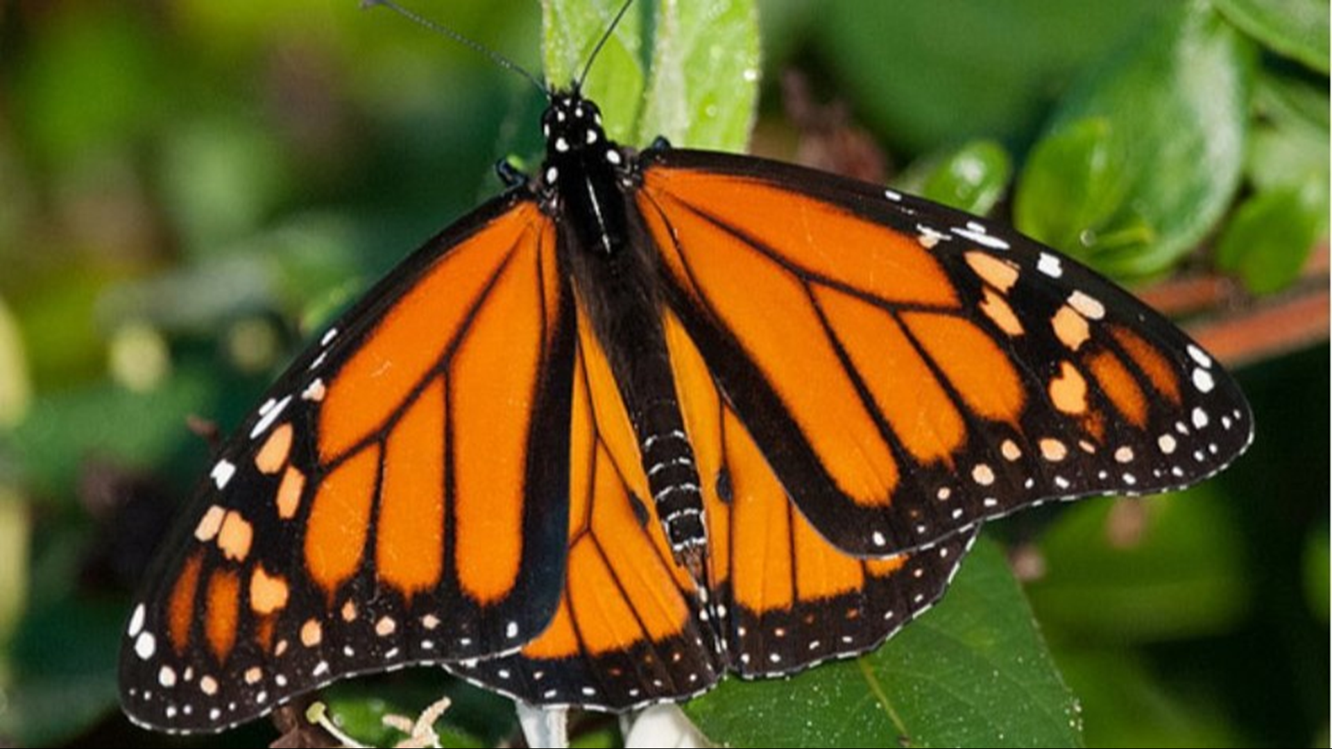 More than 7,000 butterflies will be released into the conservatory at Frederik Meijer Gardens. It’s open now through the end of April.