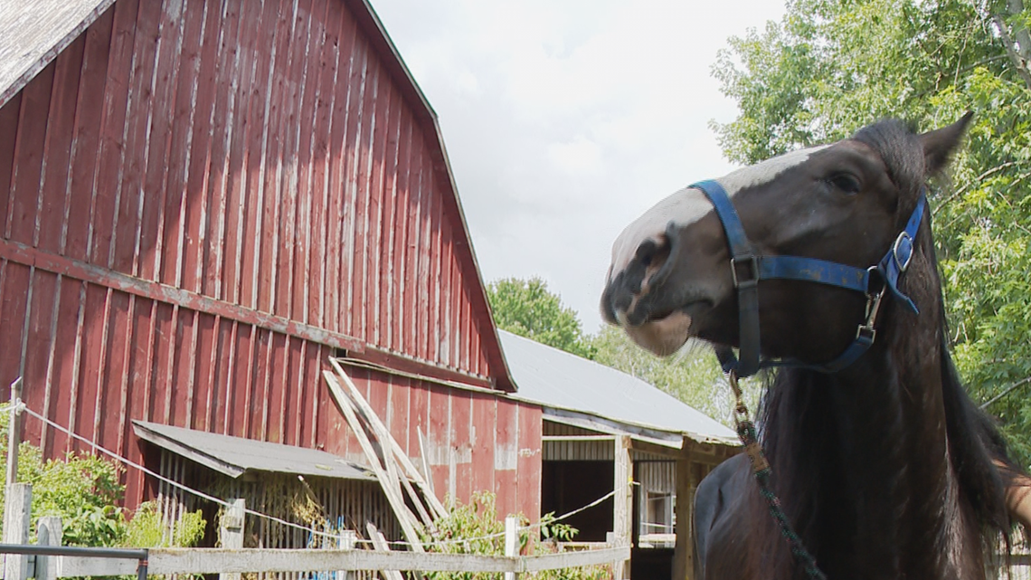 THIS BUD'S FOR YOU Muskegon farm breeding, raising Clydesdales