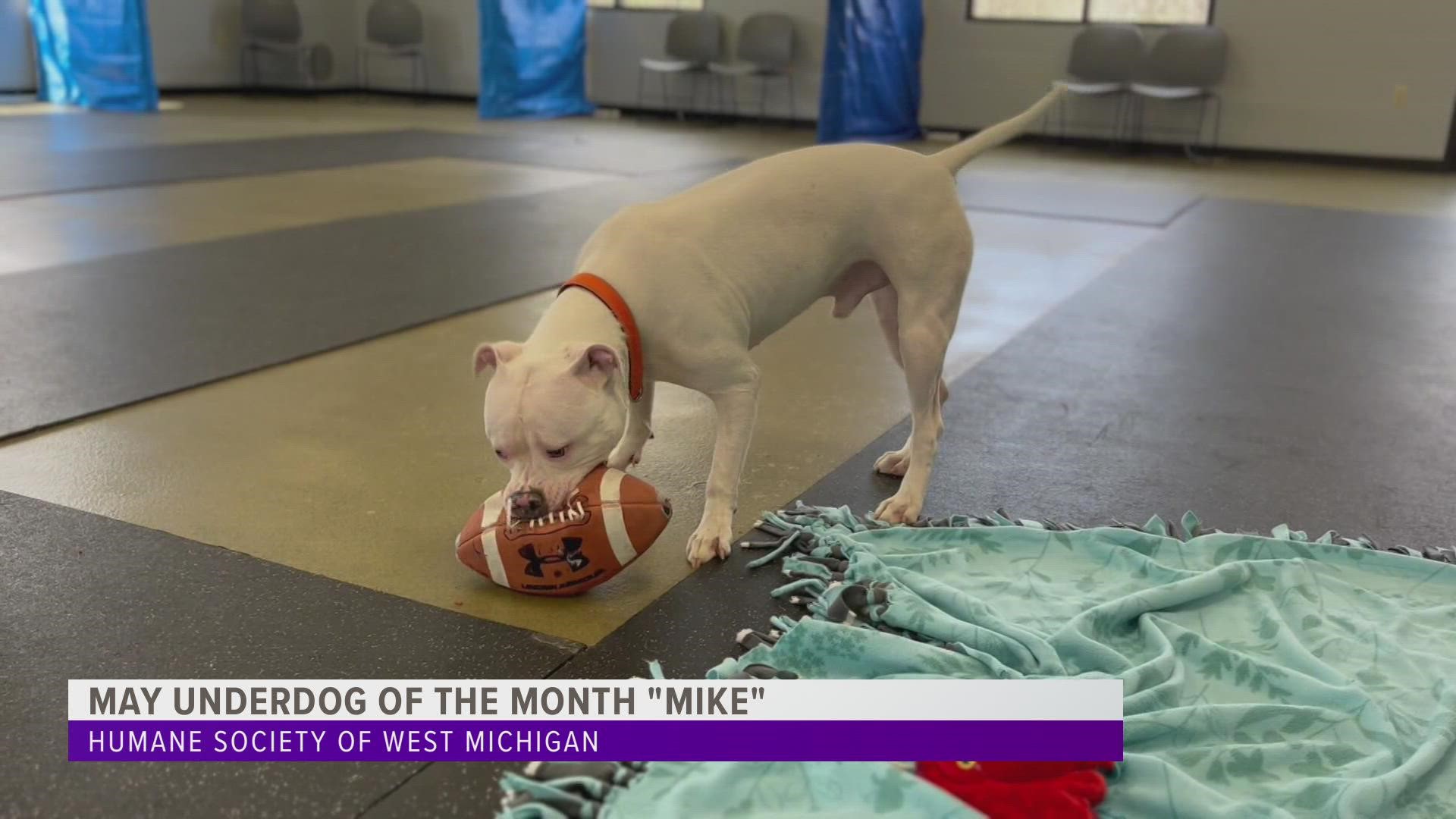 Mike's current home is the Humane Society of West Michigan, but he's looking for his forever home with you!