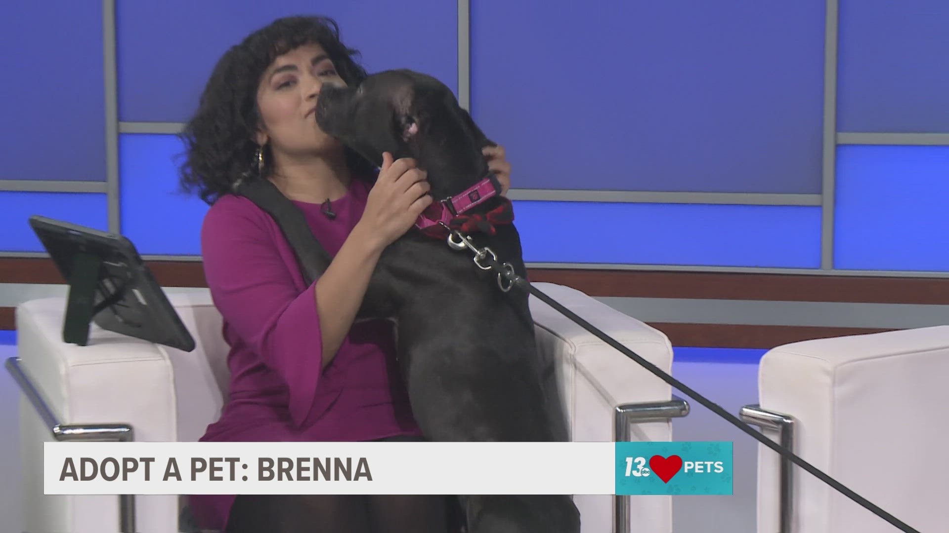 Are you looking for your next best friends? Then meet Brenna, a mixed breed 2-year-old female.