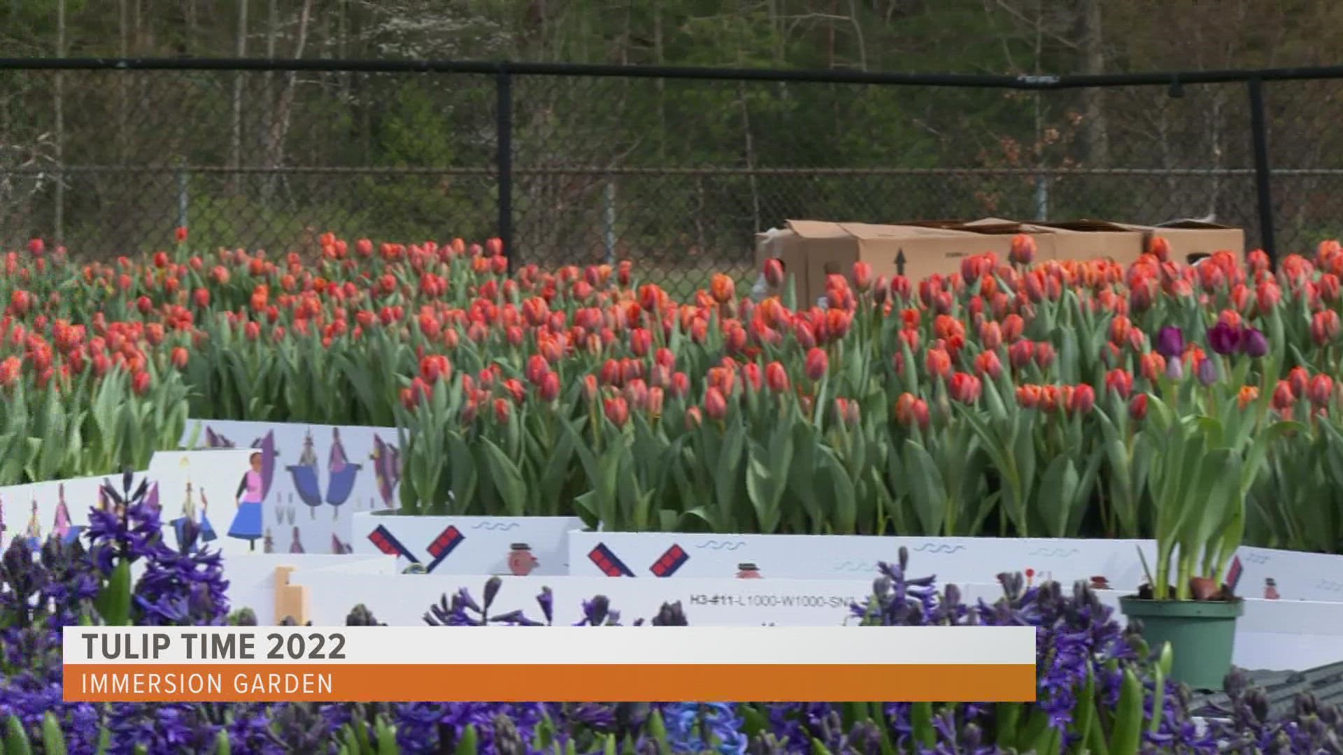 One of the new offerings at Tulip Time is an area with raised flower beds, making it easier to snap the perfect photo.