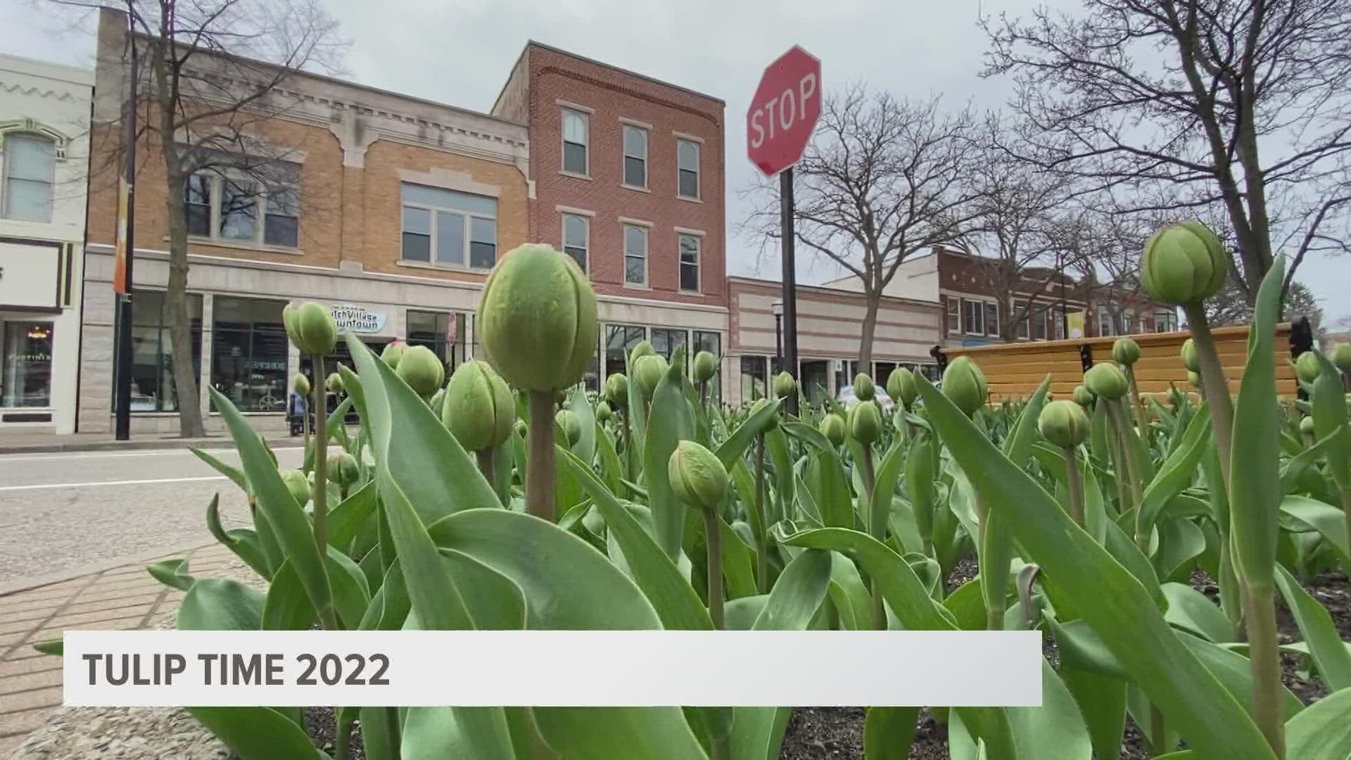 Here's what you can expect from Tulip Time in Holland, Michigan this year.
