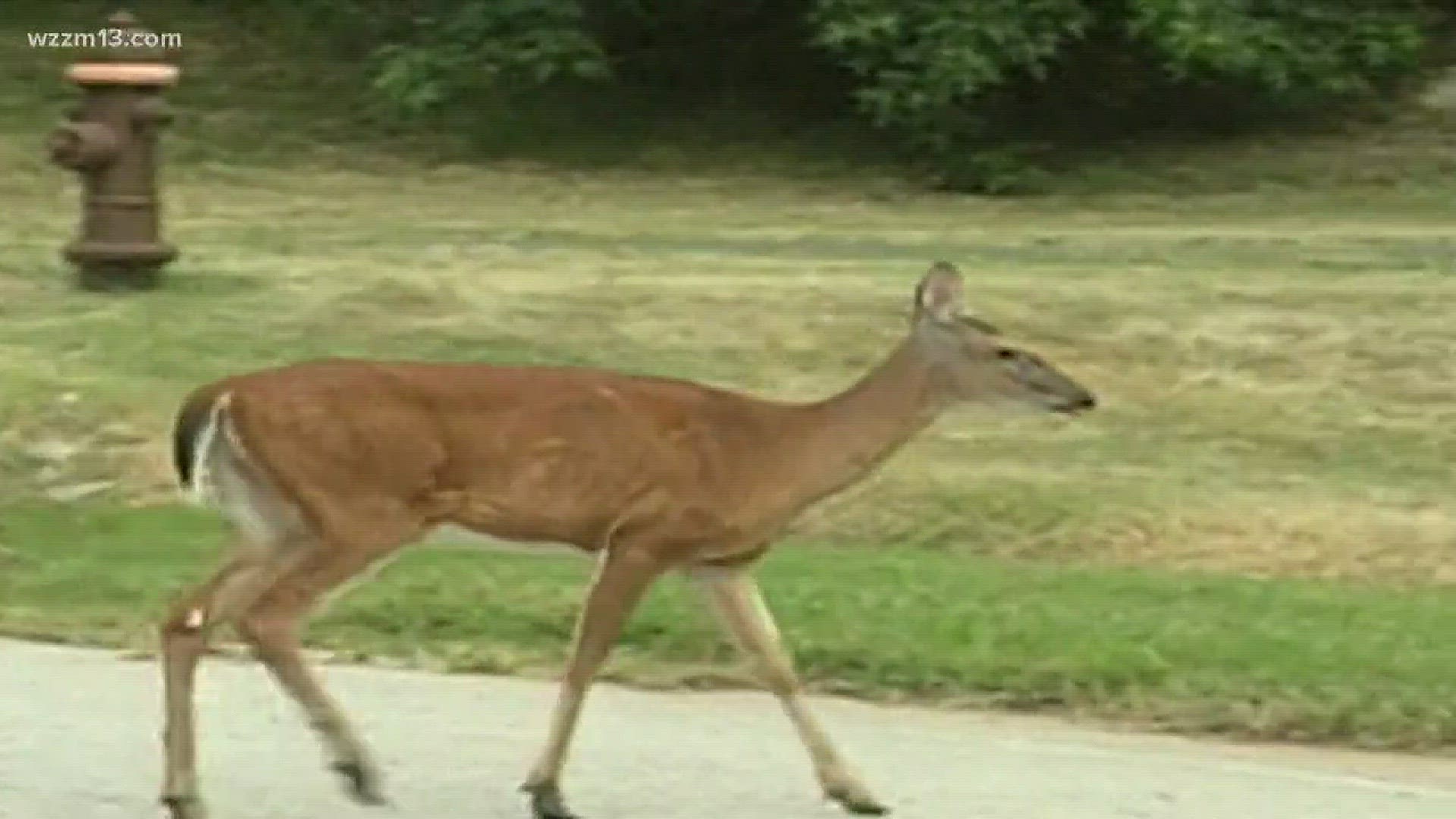 DNR warns of Chronic Wasting Disease which threatens state deer population