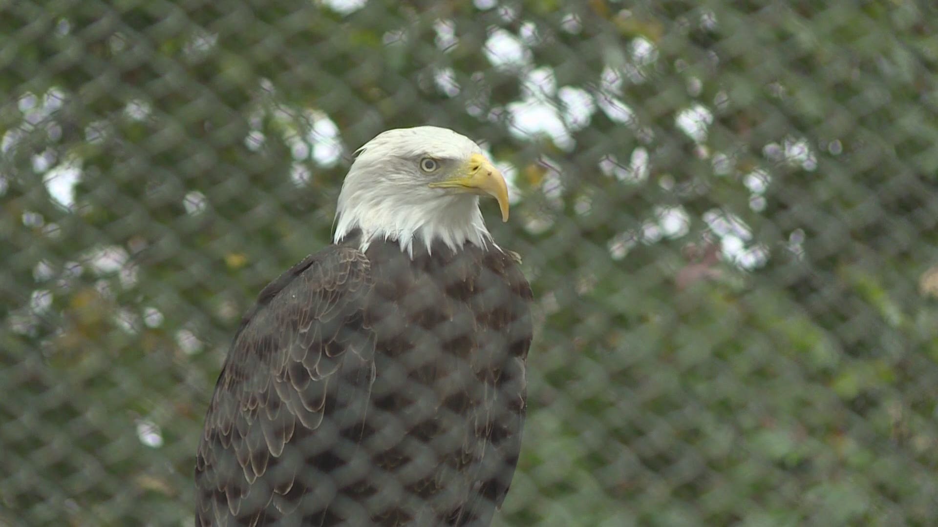John Ball Zoo currently has two eagles, Bea and Ruth, who were both injured in the wild and rehabilitated, but could no longer survive in the wild.