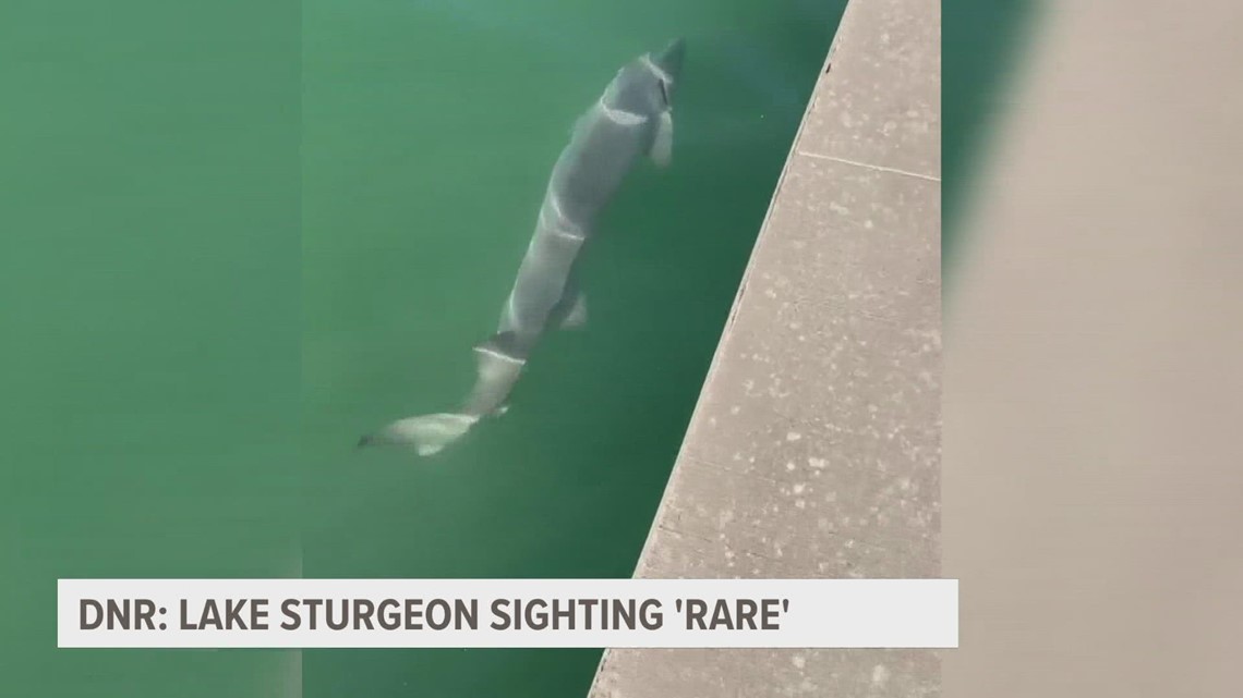 Giant sturgeon caught on video near a pier in Grand Haven was 'rare,' Michigan DNR says