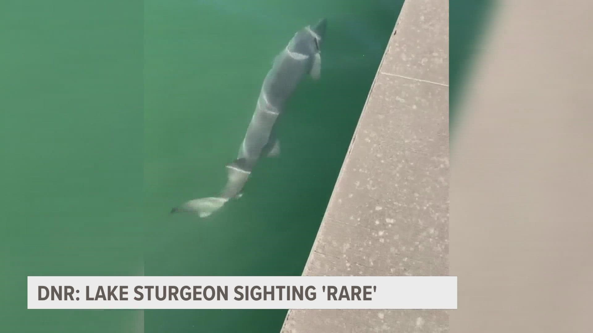 Lake Sturgeon are one of the oldest species in the Great Lakes and seeing one is a rare, but if you do see one it's likely around this time of year.