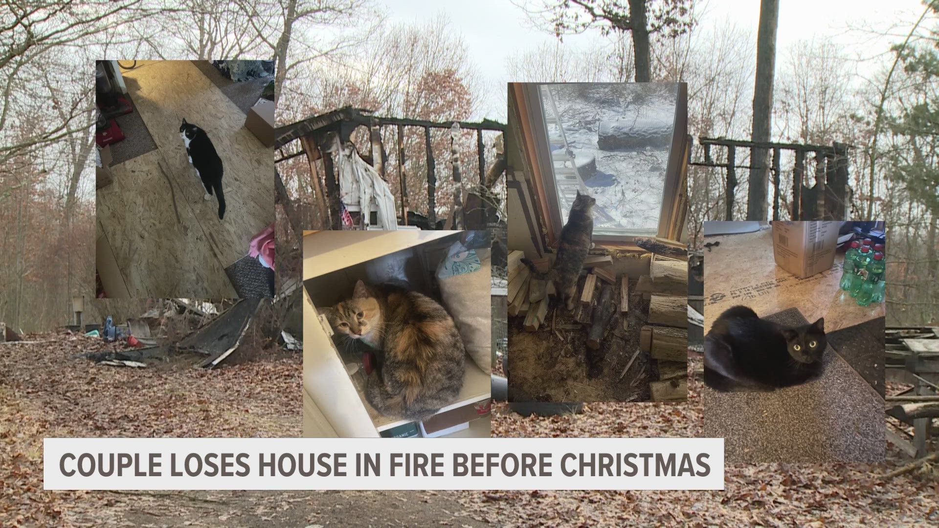 Six cats, including multiple kittens, and two bearded dragons were killed in the house fire on Friday.