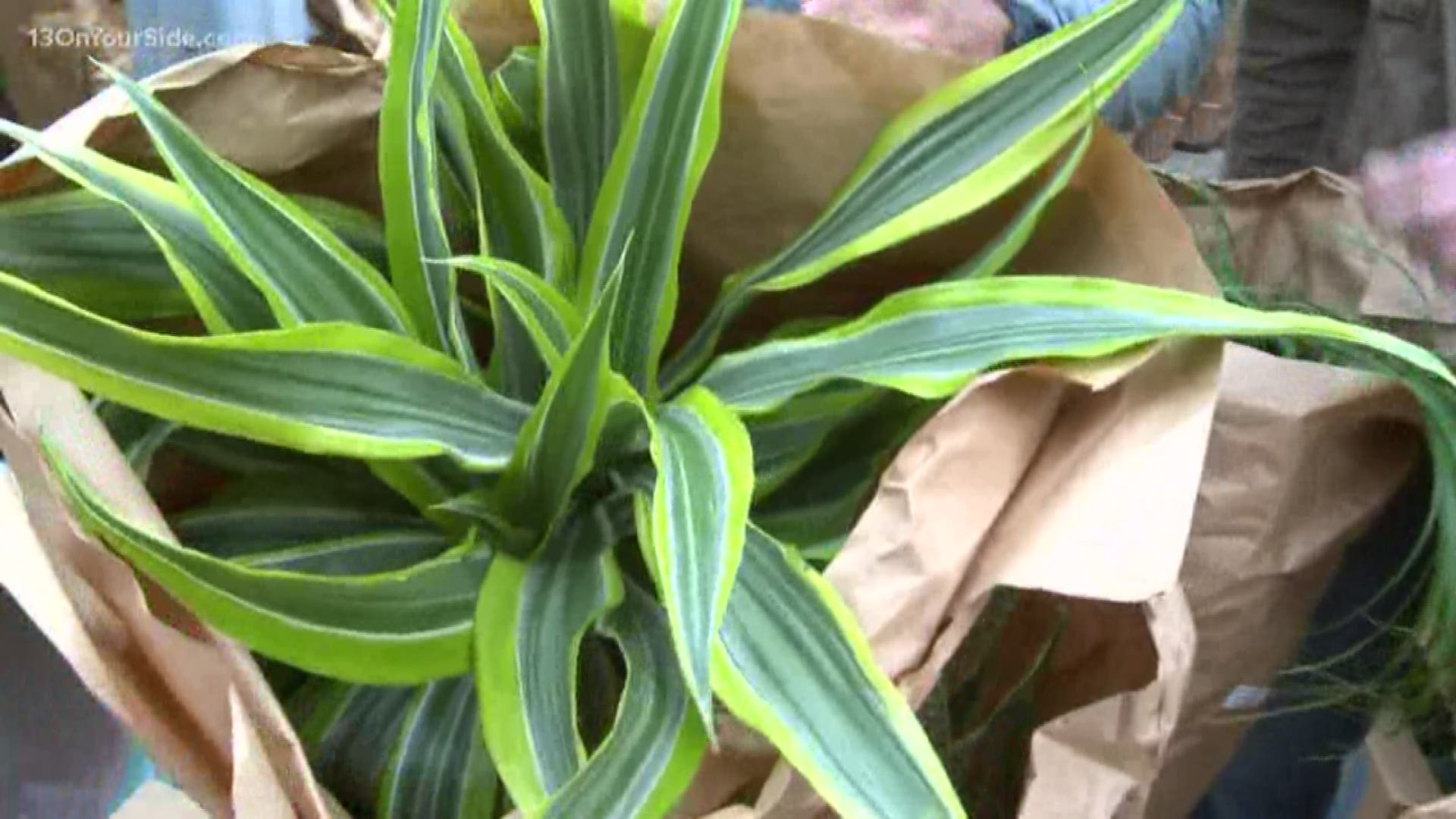 Our greenthumb expert Rick Vuyst explains which house plants might be right for you.