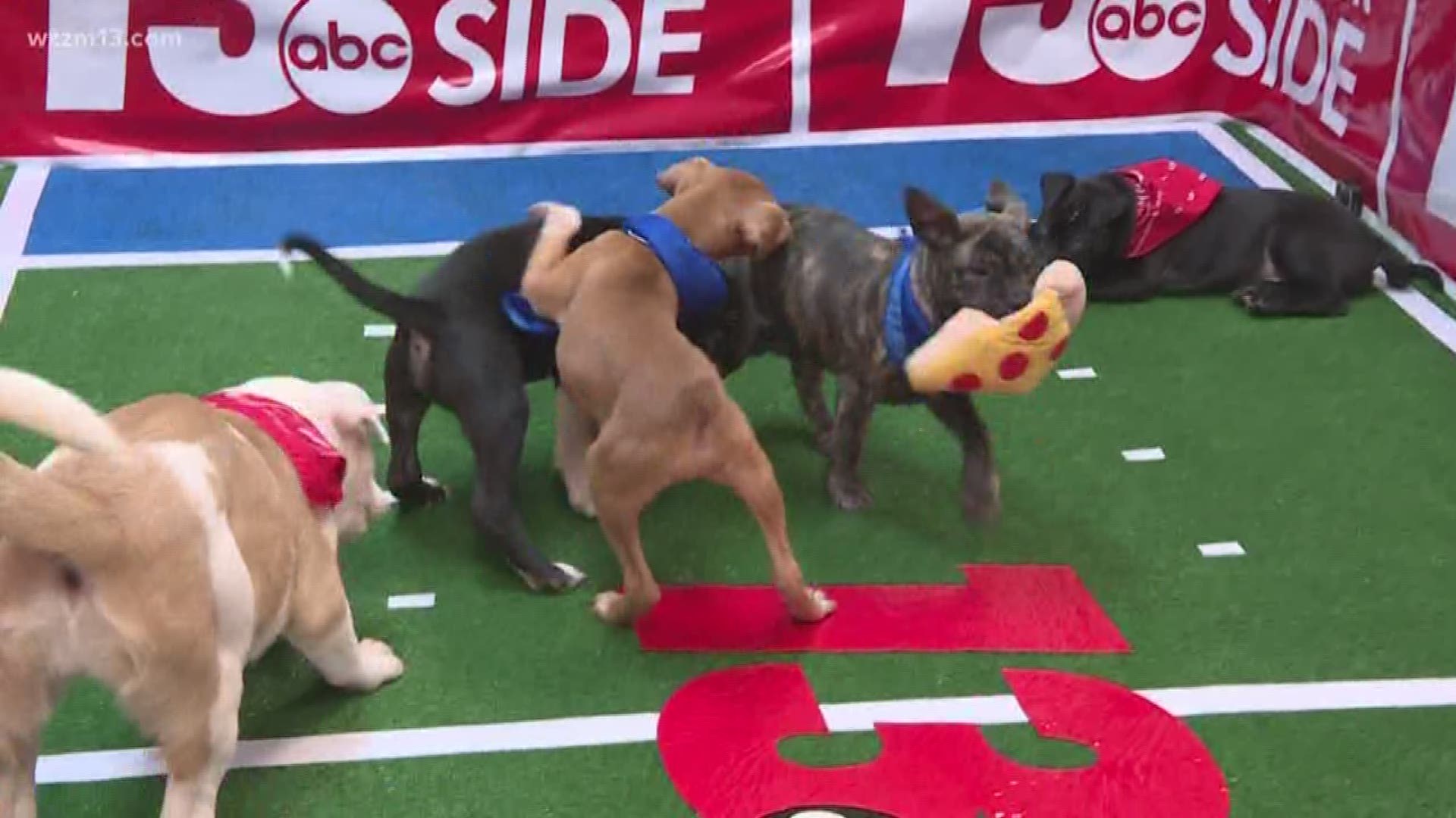 Puppies may make the best football players