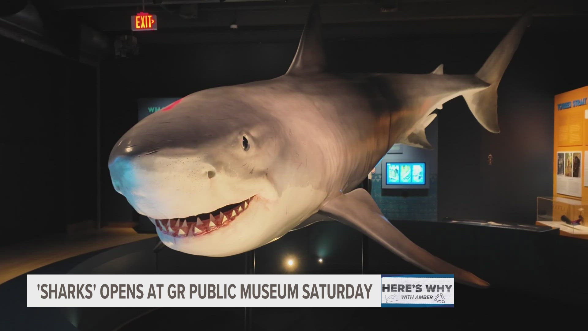 Here's why sharks need our help | wzzm13.com