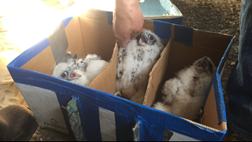 Two Peregrine Falcons Hatched In Downtown Grand Rapids