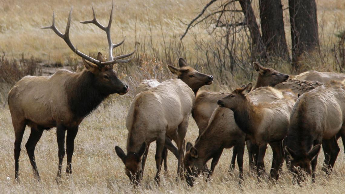 A dozen elk fall through ice and die in northern Michigan | wzzm13.com