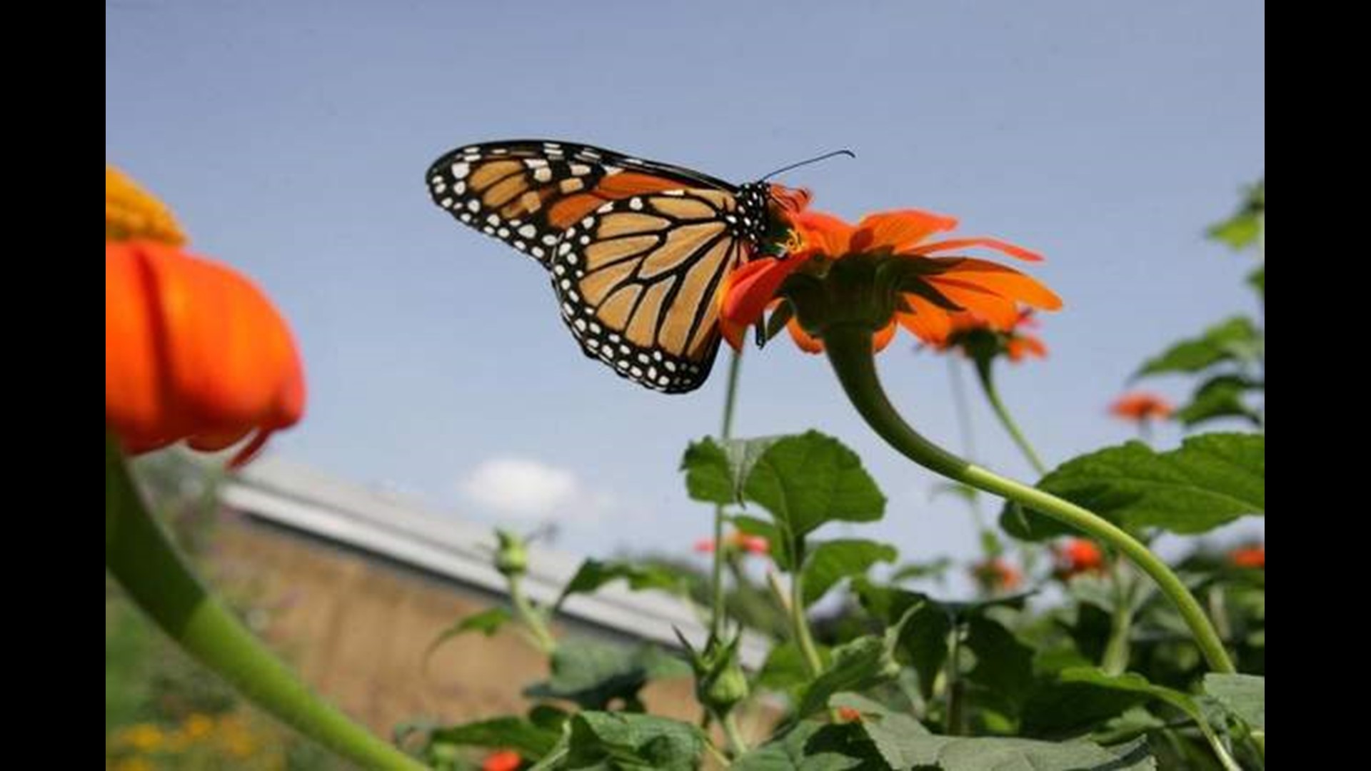 Celebrate monarchs in the fall at John Ball Zoo this weekend, before they take flight for their migration south to Mexico for the winter. Monarch releases will occur on the hour from 10 a.m. to 3 p.m. on August 24.