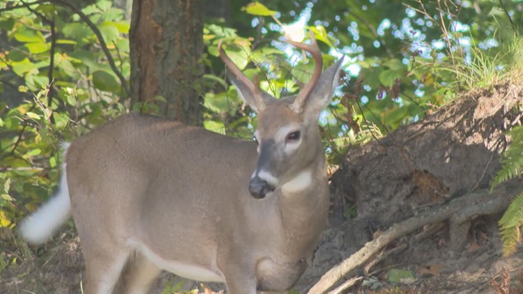 Kent County man confesses to shooting deer from truck, abandoning carcasses
