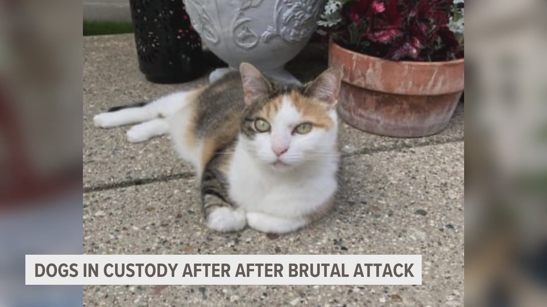 Huskies in custody after they attack cat | wzzm13.com