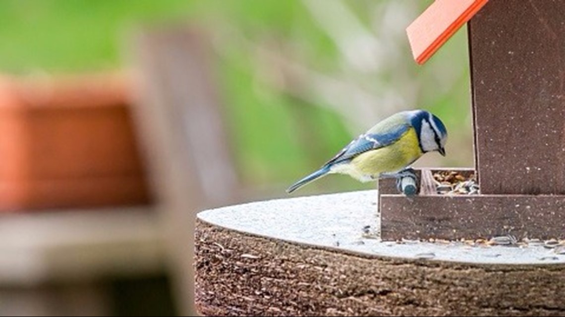 DNR Removing bird feeders could slow the spread of the avian flu