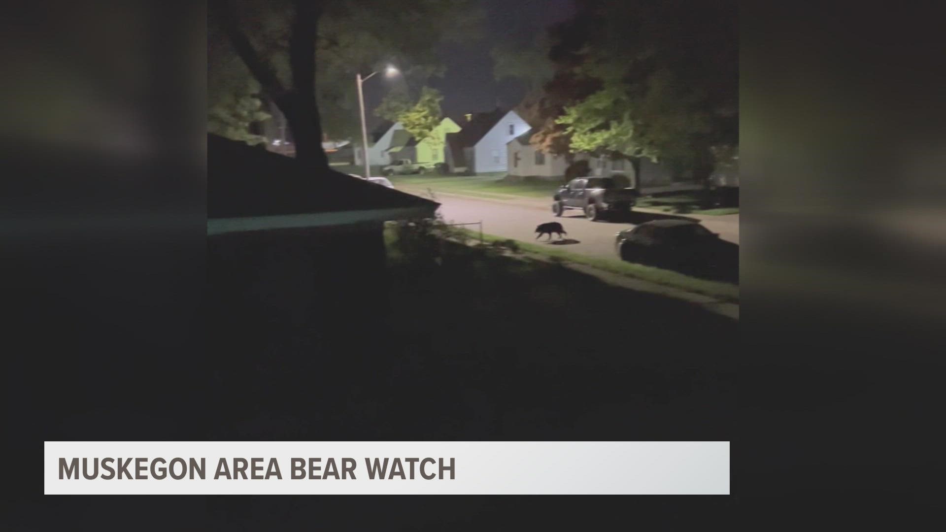 According to the DNR, the black bear seems to be moving West through the city.