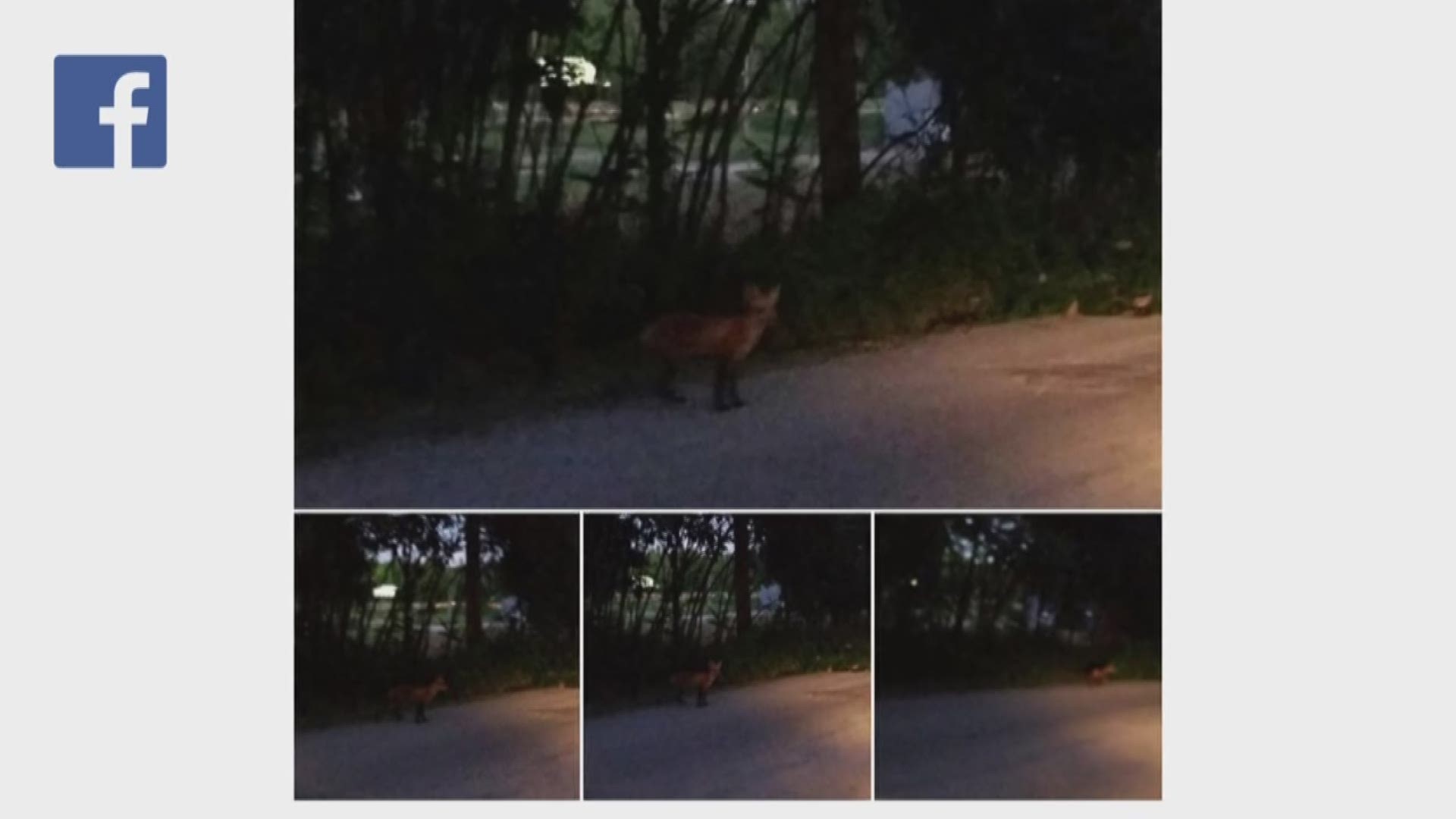 Verify: Are urban fox sightings common?