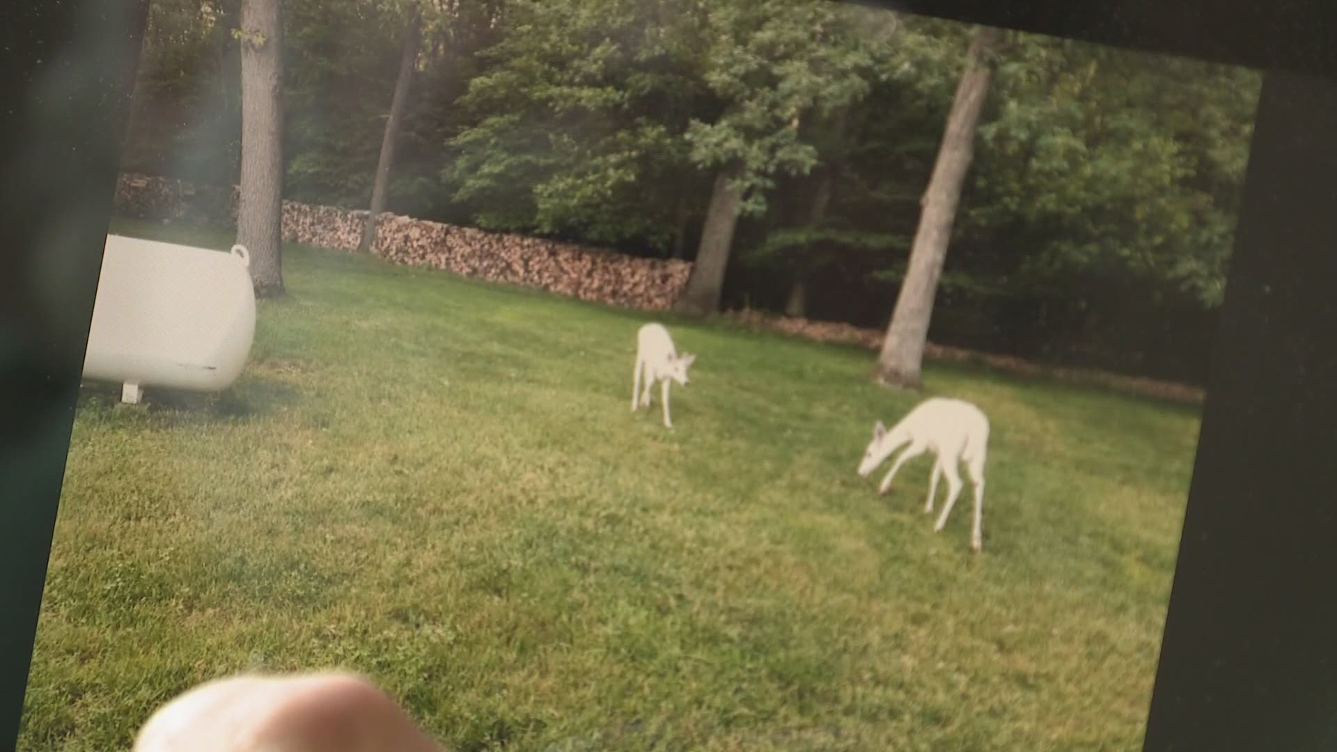 The DNR is offering an award for information regarding the death of an albino deer.