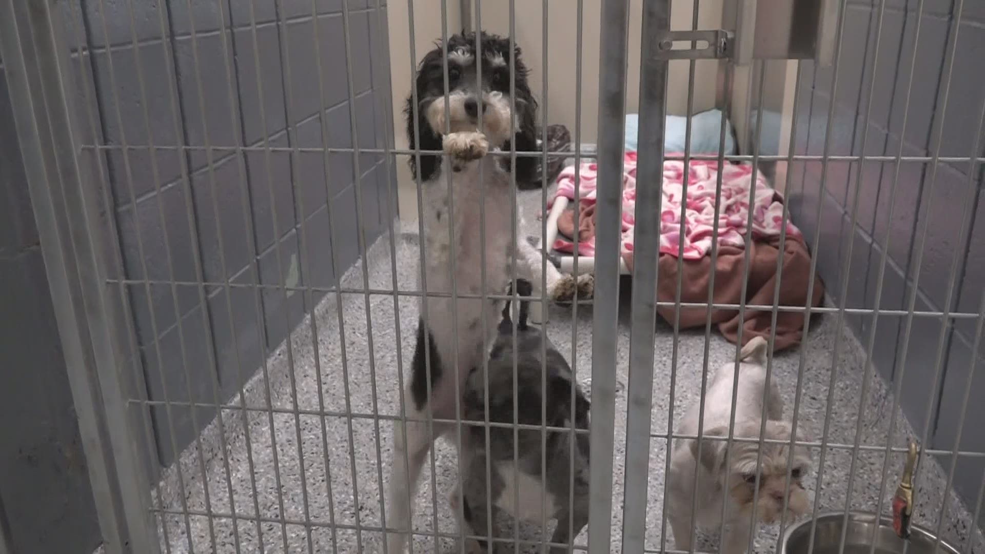 More than 100 dogs were rescued from the puppy mill and 20 of them came to Harbor Humane Society.