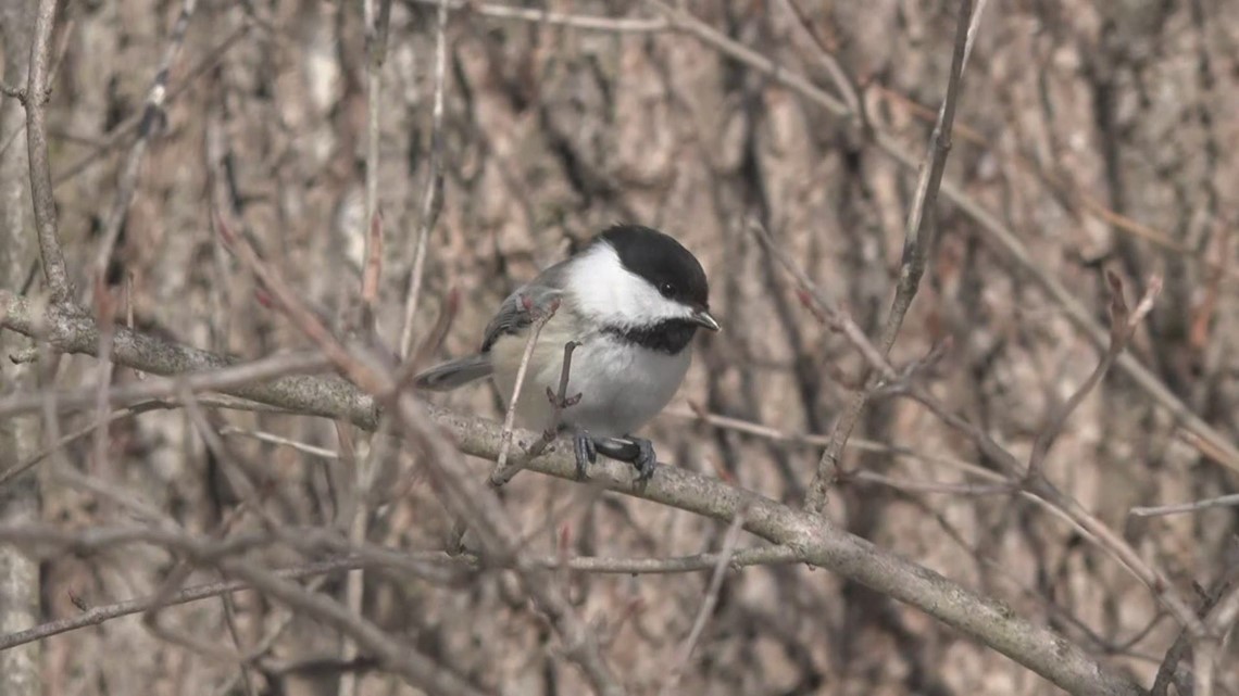 West Michigan birders invited to annual Christmas Bird Count this weekend