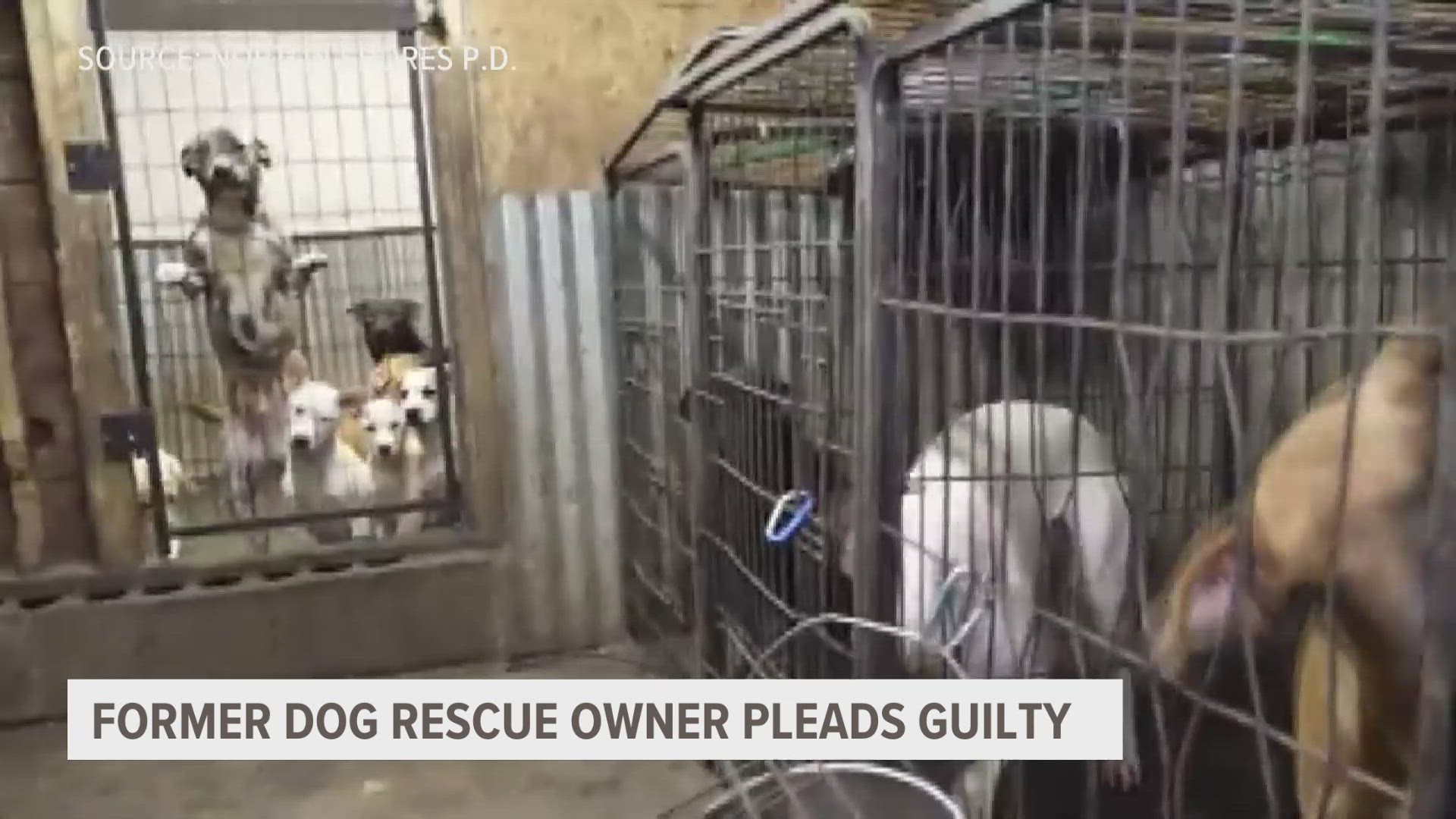 More than a year after 78 dogs were seized from deplorable living conditions, the owner of Cober's Canine Rescue is pleading guilty to animal abuse.