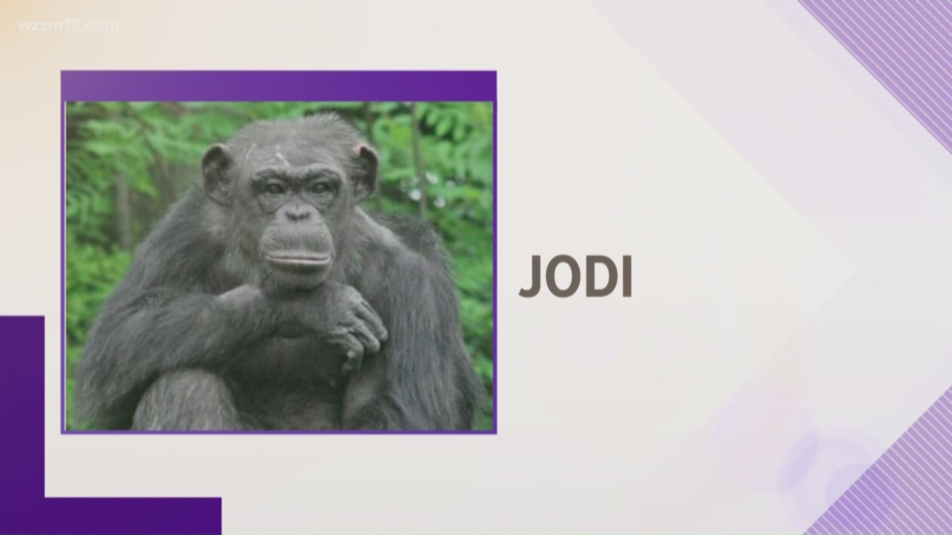 John Ball Zoo mourns loss of chimp