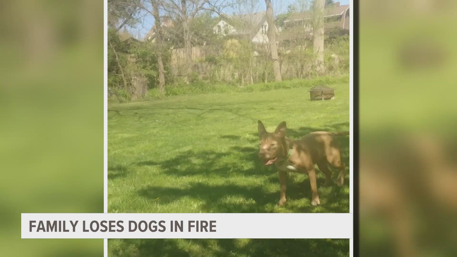 Family loses dogs in fire