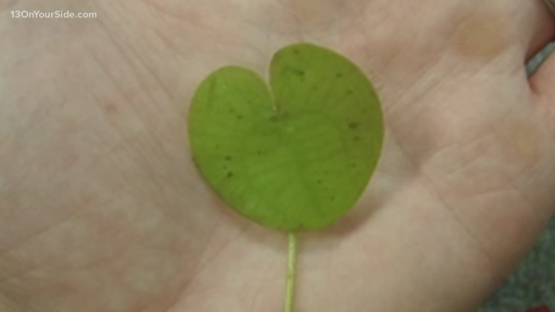 This year's priority is detecting and controlling high-risk invasive species such as European frogbit, Japanese stiltgrass, giant hogweed and hemlock woolly adelgid.