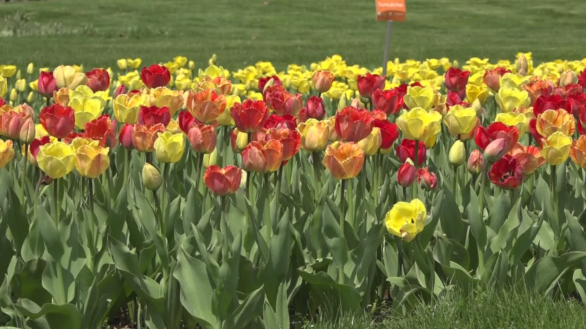 Tulip Time's Community Planting Day happening next month