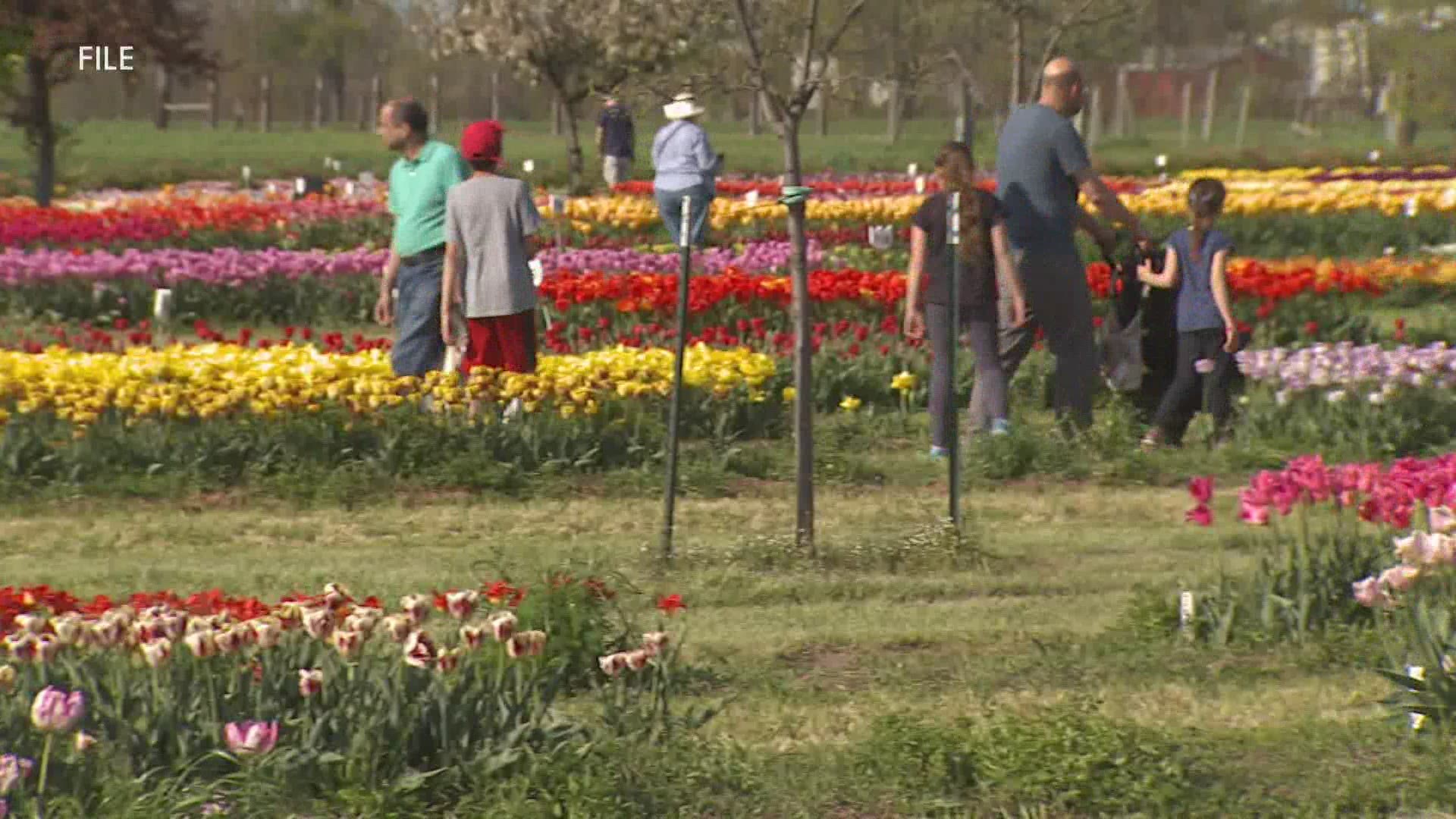 Holland Tulip Time organizers say the annual event could be in jeopardy if it is unable to reach a $1-million fundraising goal.