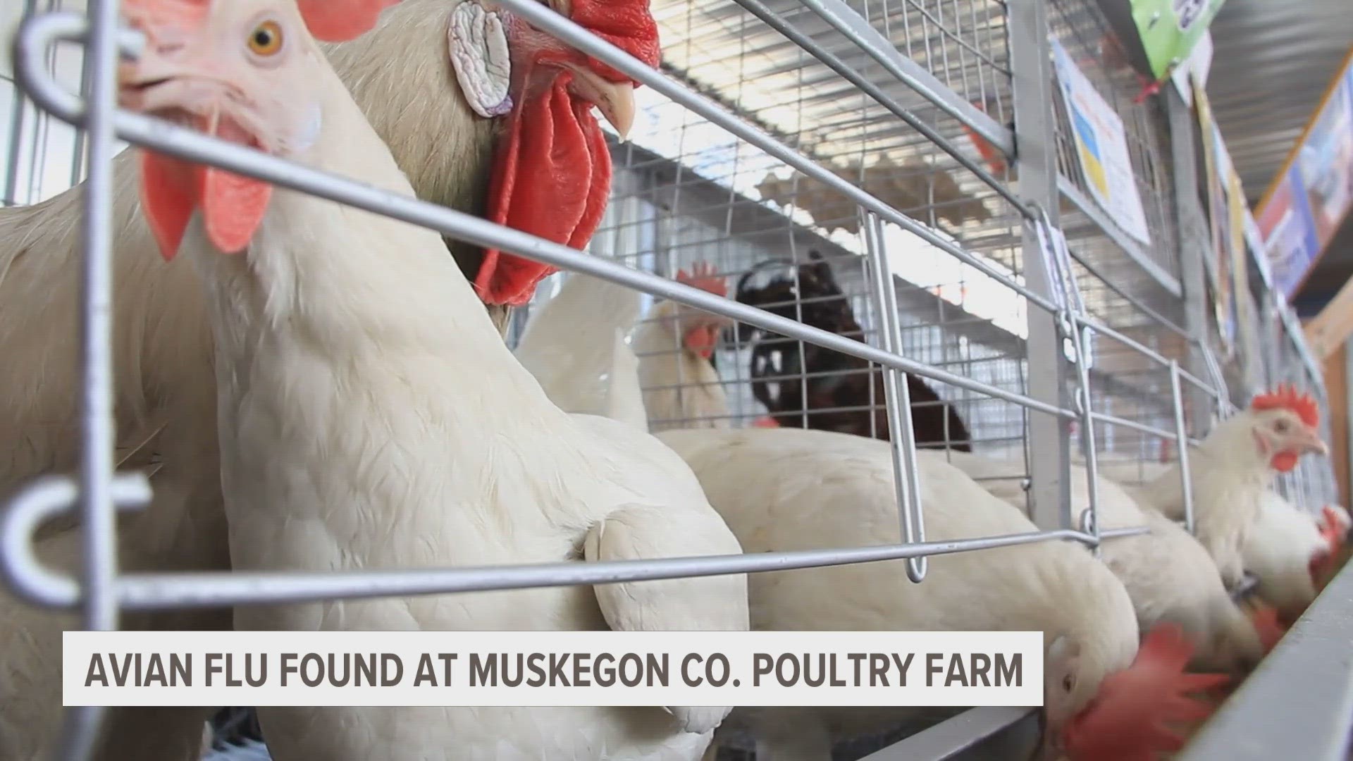The bird flu was first detected in Michigan in 2022 and this is the second time it has been found in Muskegon County.