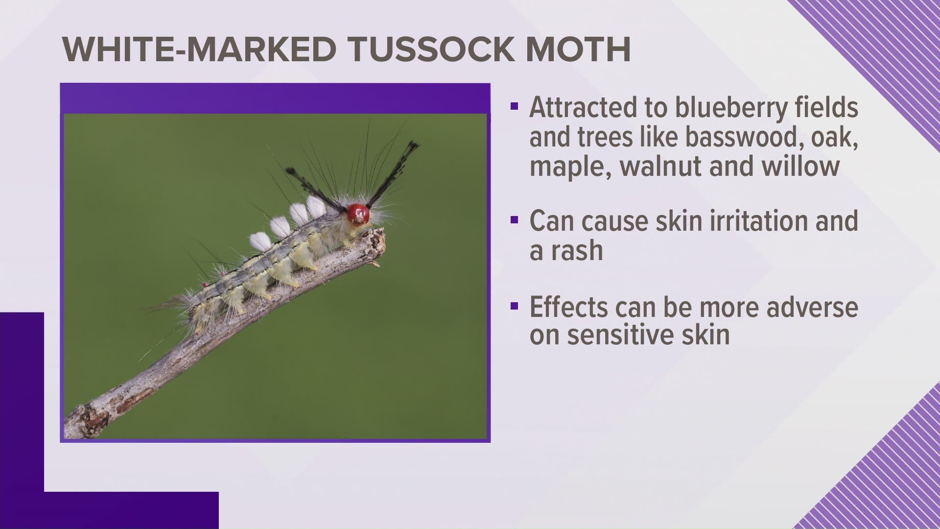 Michigan residents have an insect to watch out for in blueberry fields and their backyards this summer: the white-marked tussock moth.