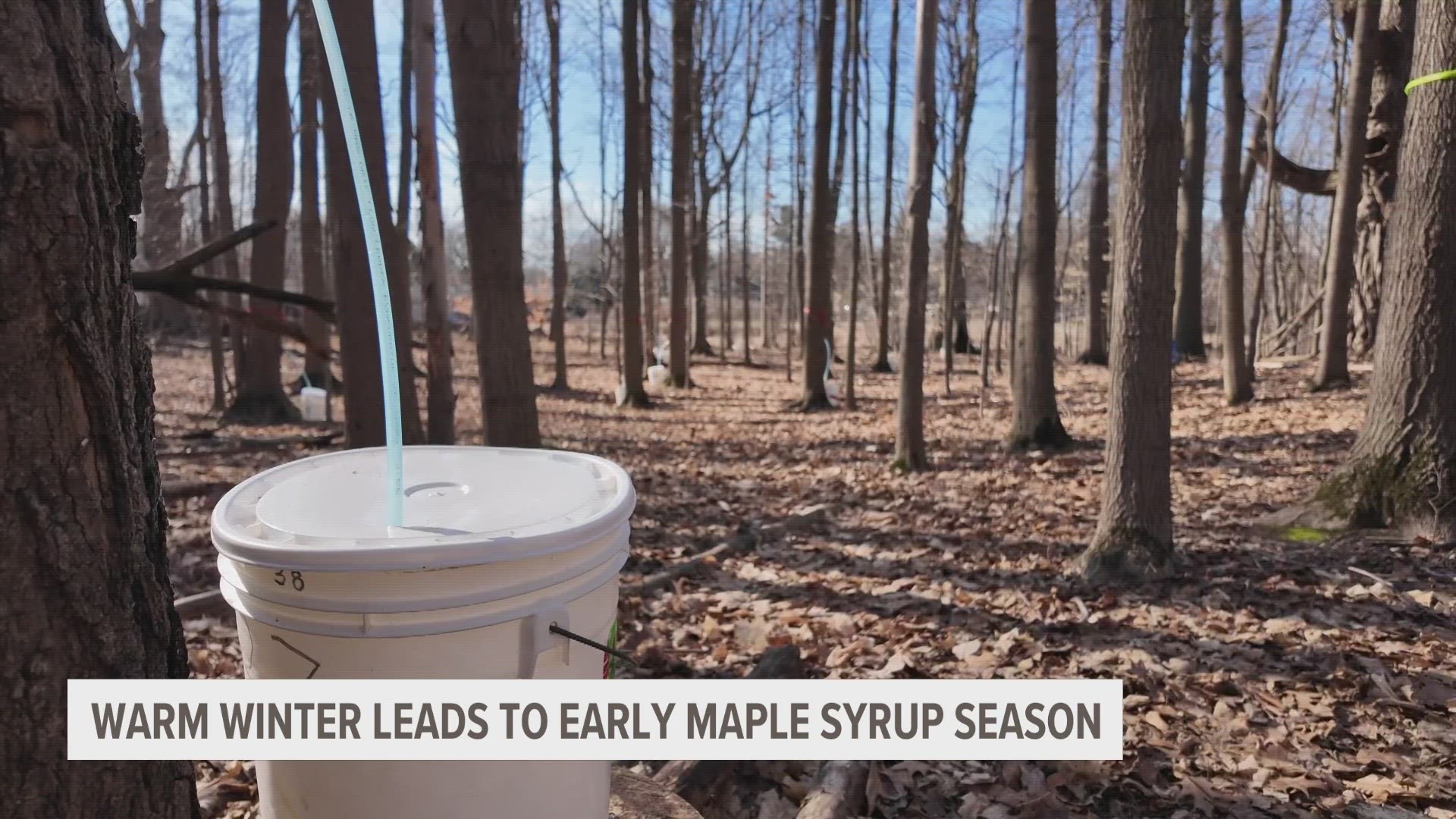 Blandford Nature Center is seeing an earlier shift in the timing of maple syrup production in recent years.