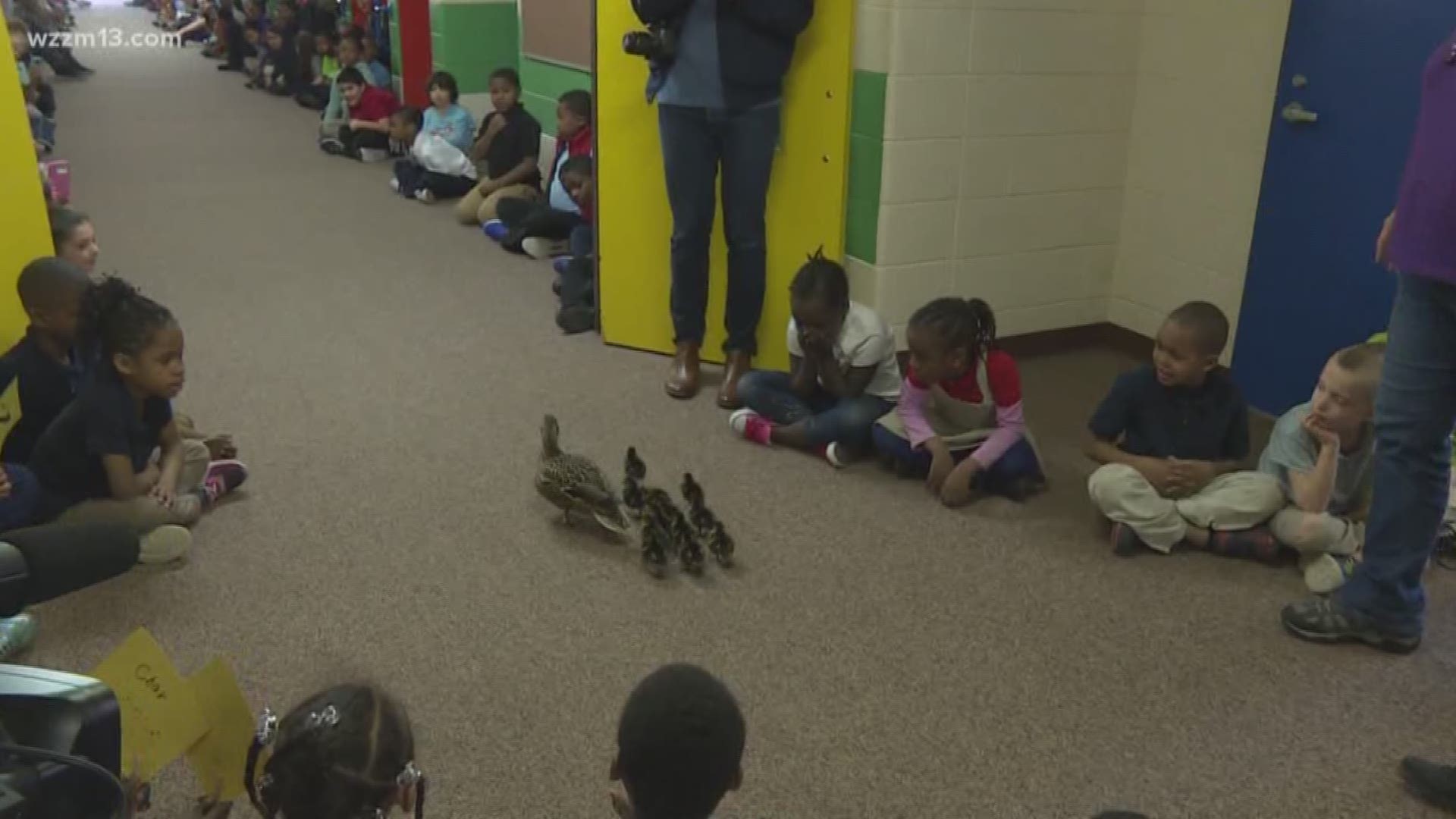 Running of the ducks at GRPS elementary school
