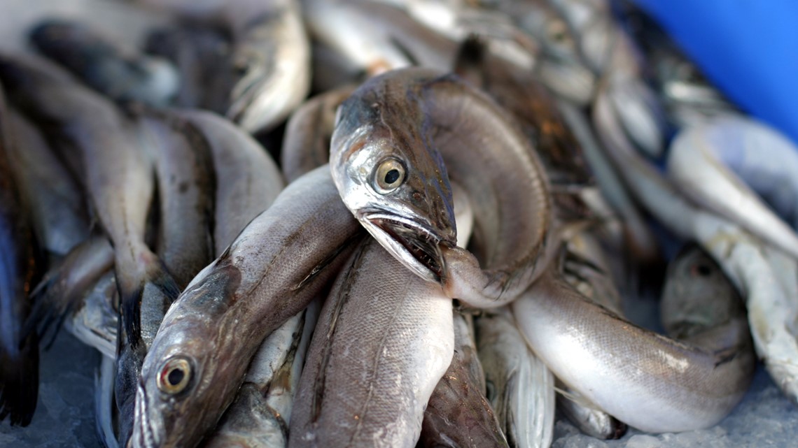 Florida company may build commercial eel farm in Michigan