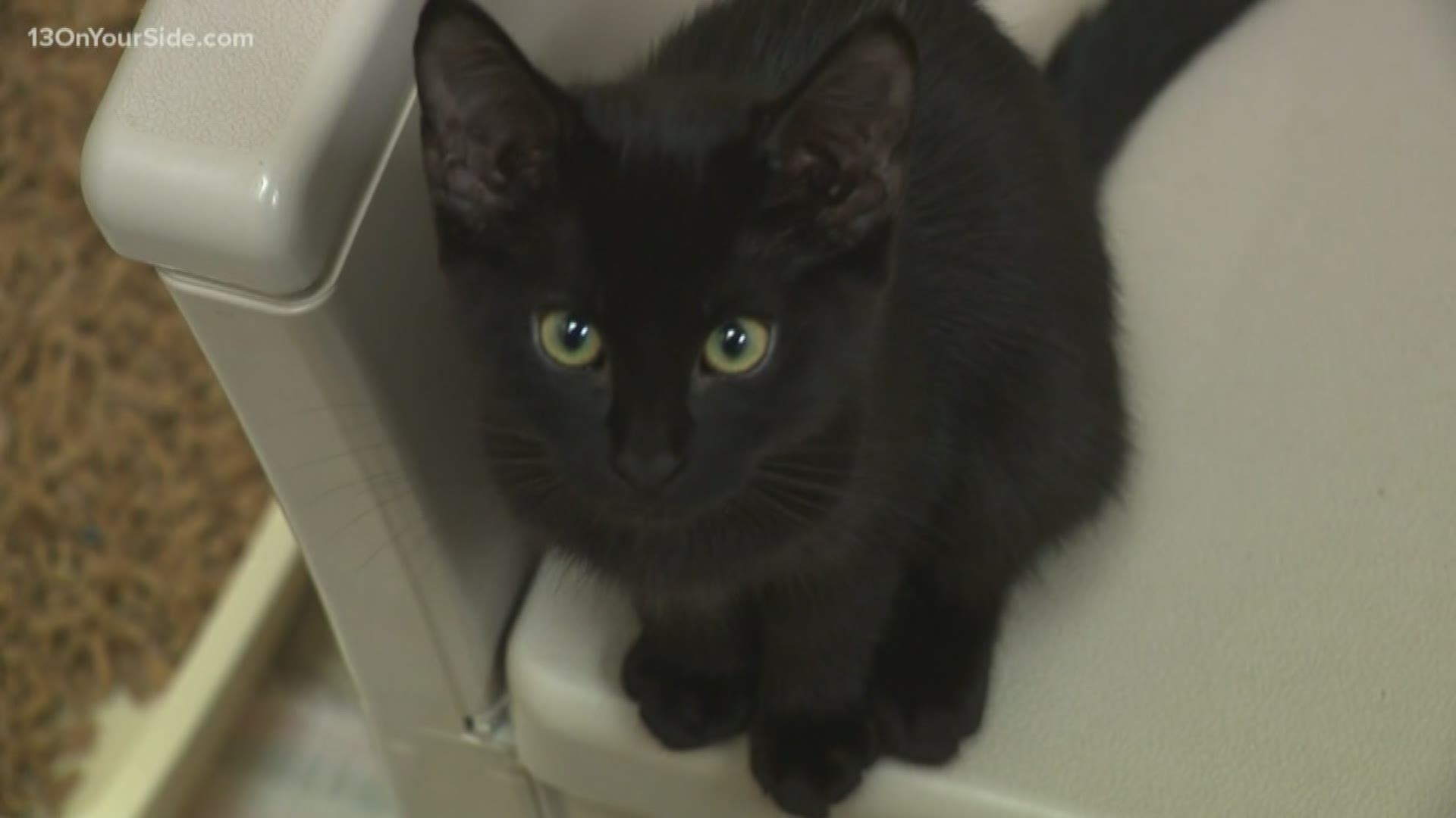 The shelter has recently seen a massive influx of cats and kittens, and they're asking to help "meowt."