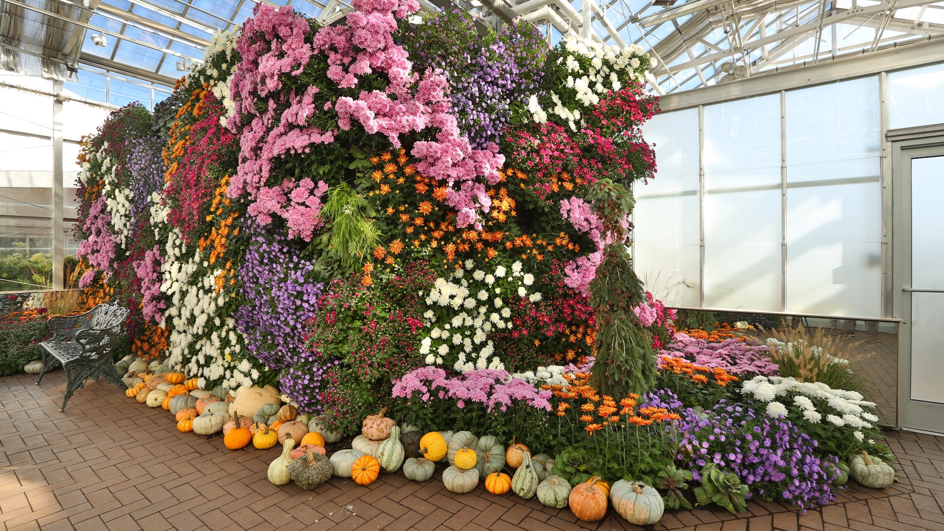 Frederik Meijer Gardens & Sculpture Park's 25th annual fall horticulture exhibition, "Chrysanthemums & More!" is back this September and October.