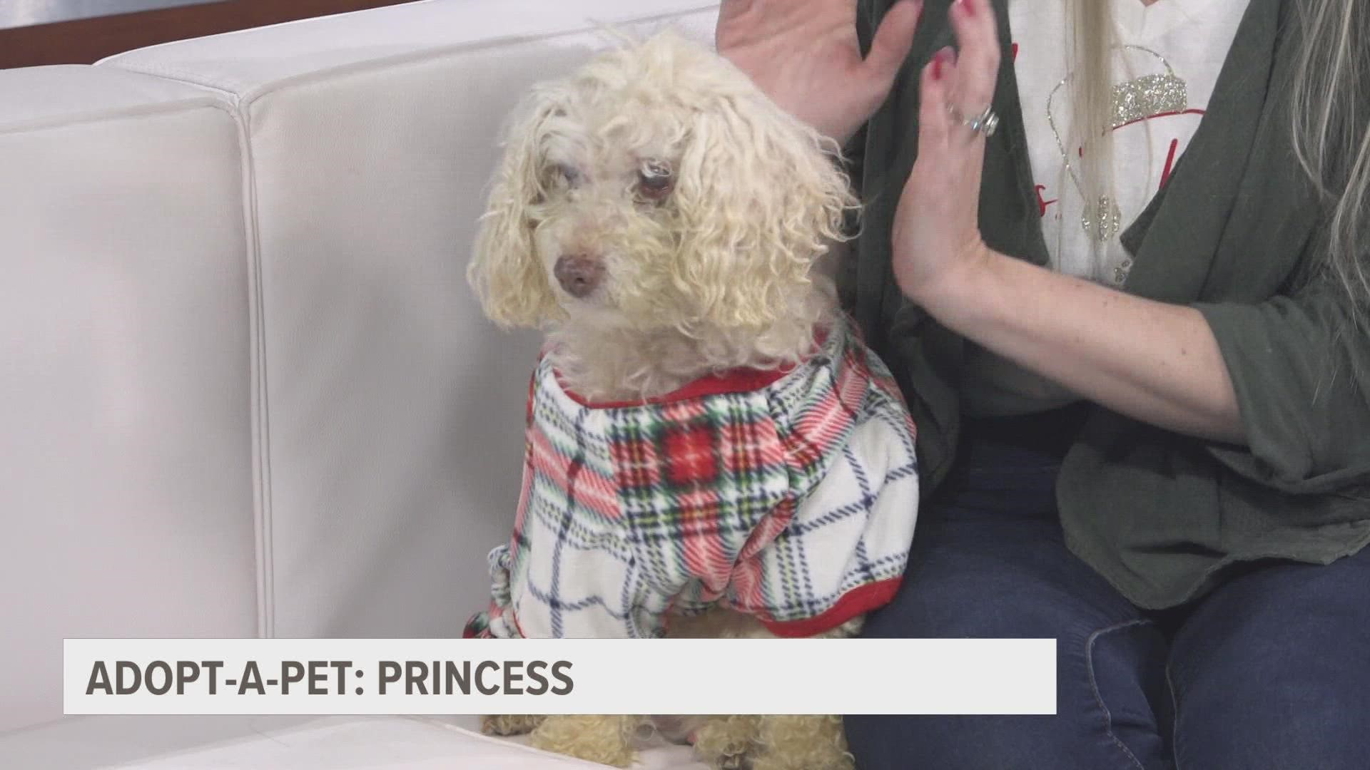 Princess, 15, is available for adoption from the Muskegon Humane Society.