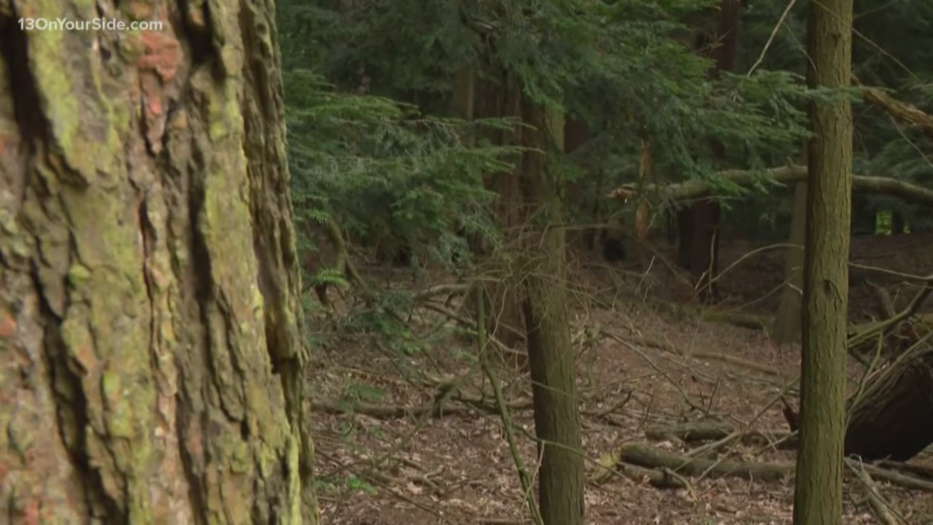 More than $50K pledged to save Hemlock Trees