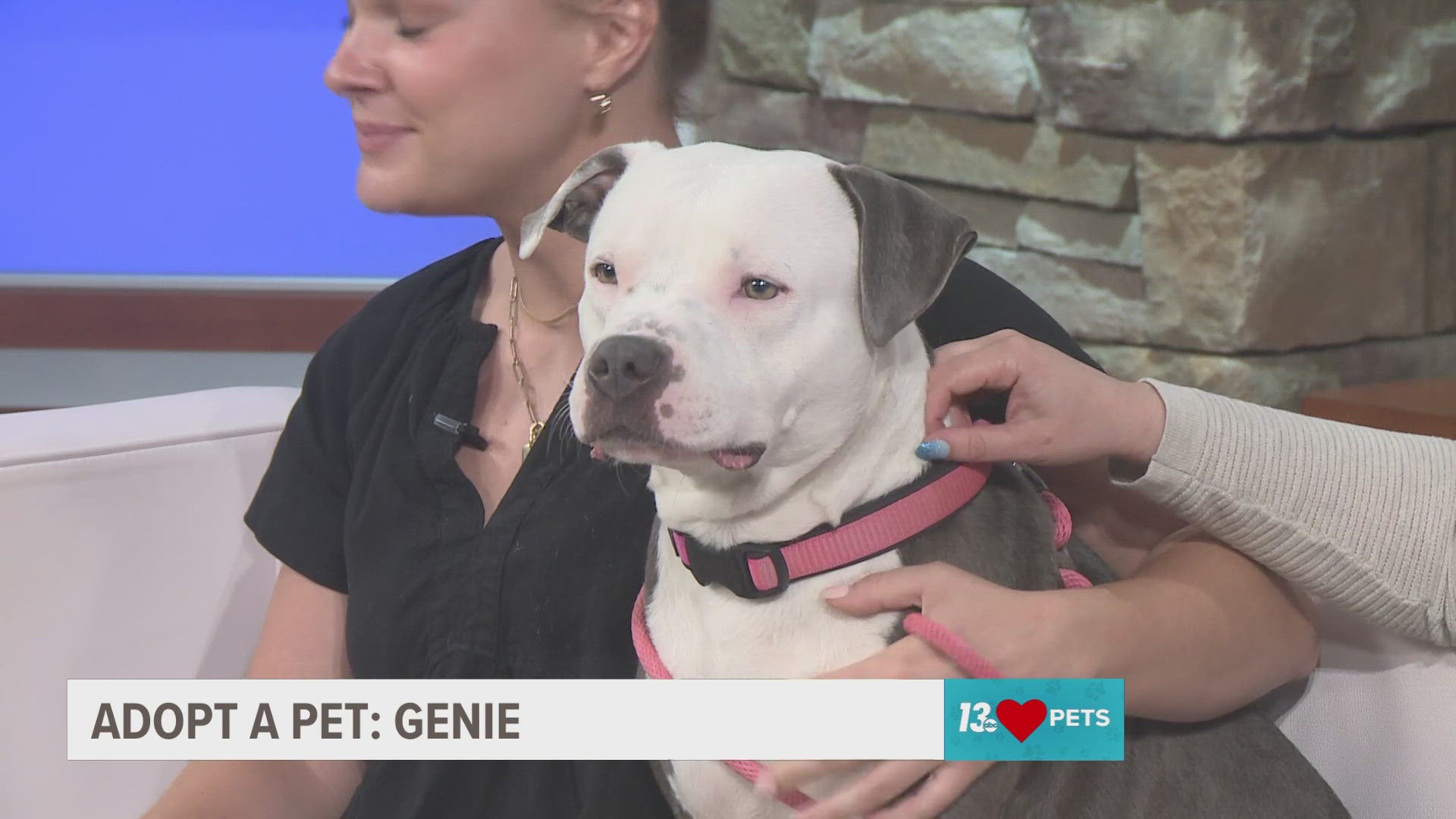 Genie from Humane Society