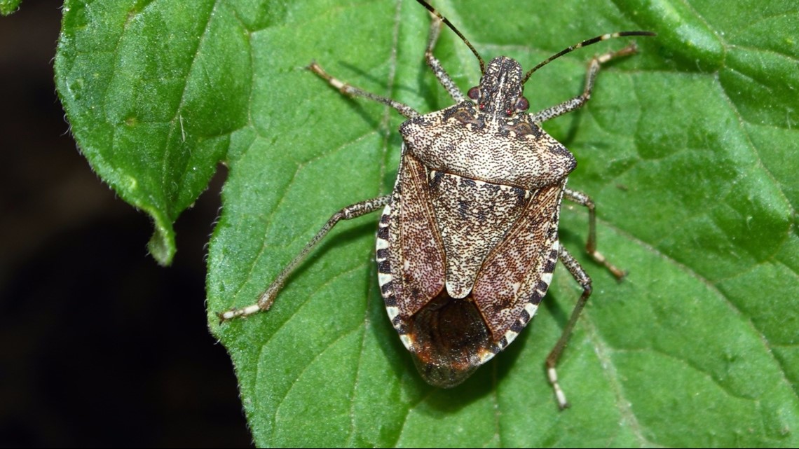 West Michigan Stink Bugs