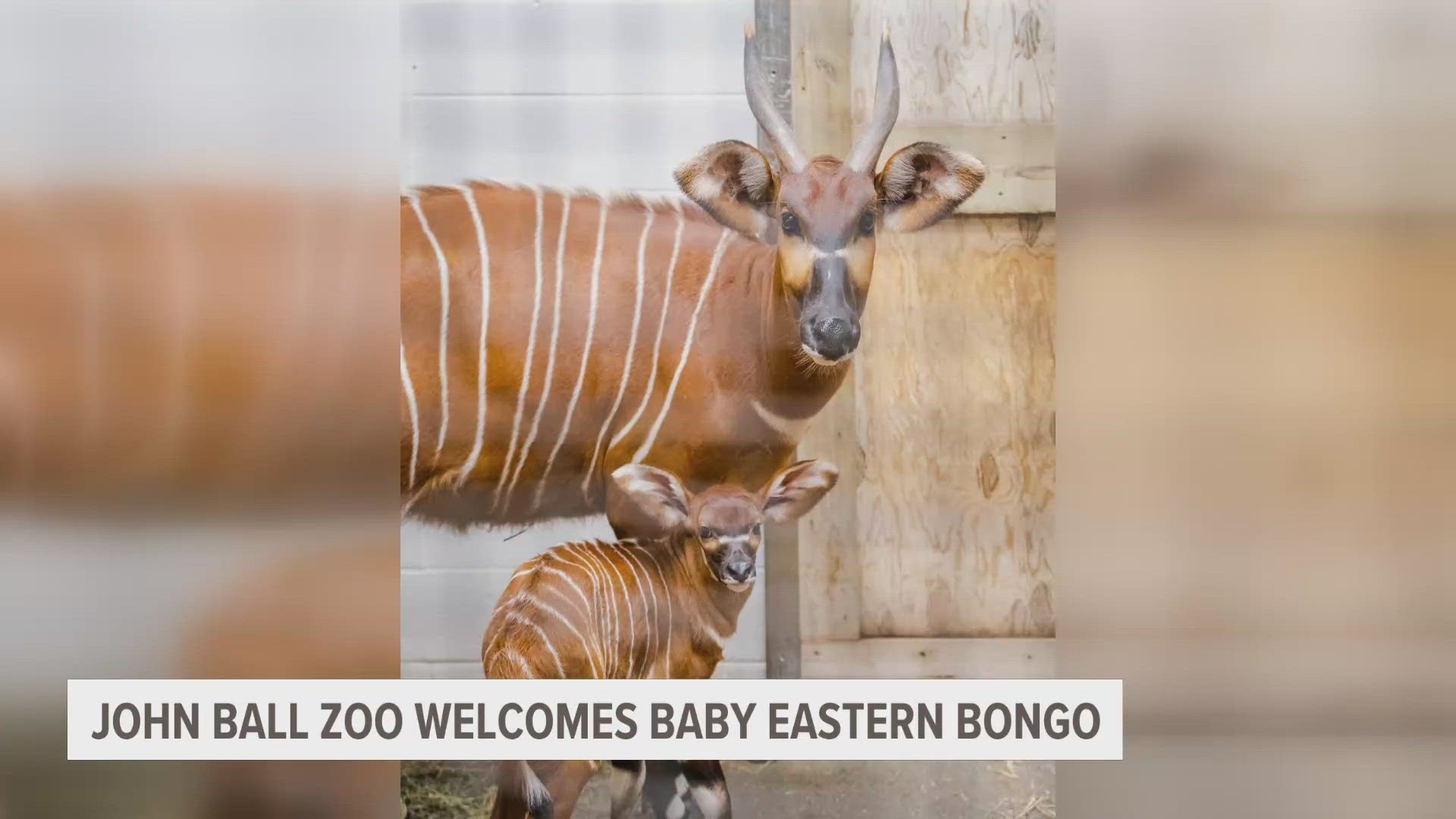 For now, the baby will be adjusting indoors with his mother, Carrot, and the zoo's other female eastern bongo, Penny.