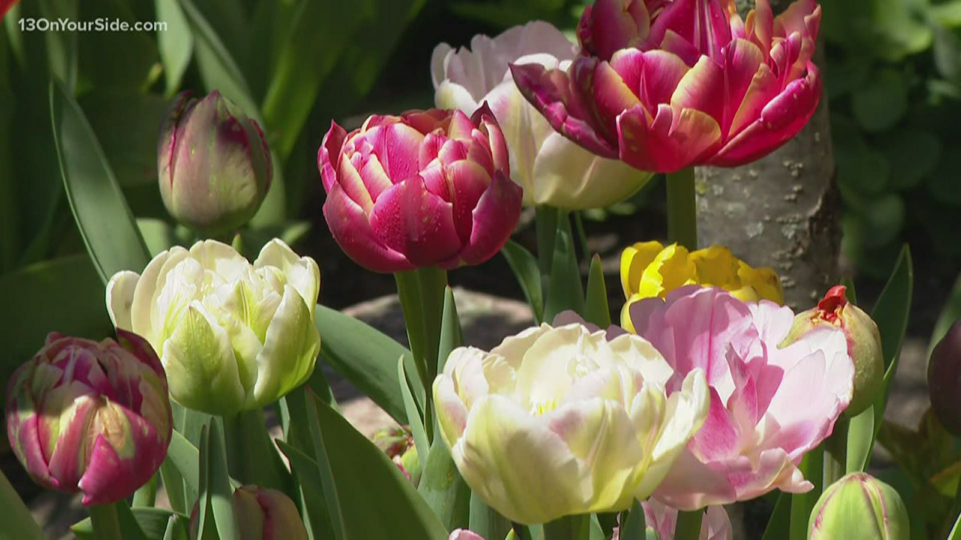 COVID-19 may have forced the cancellation of Tulip Time in Holland, but that hasn't stopped a West Michigan man from creating a Tulip Time of his own.