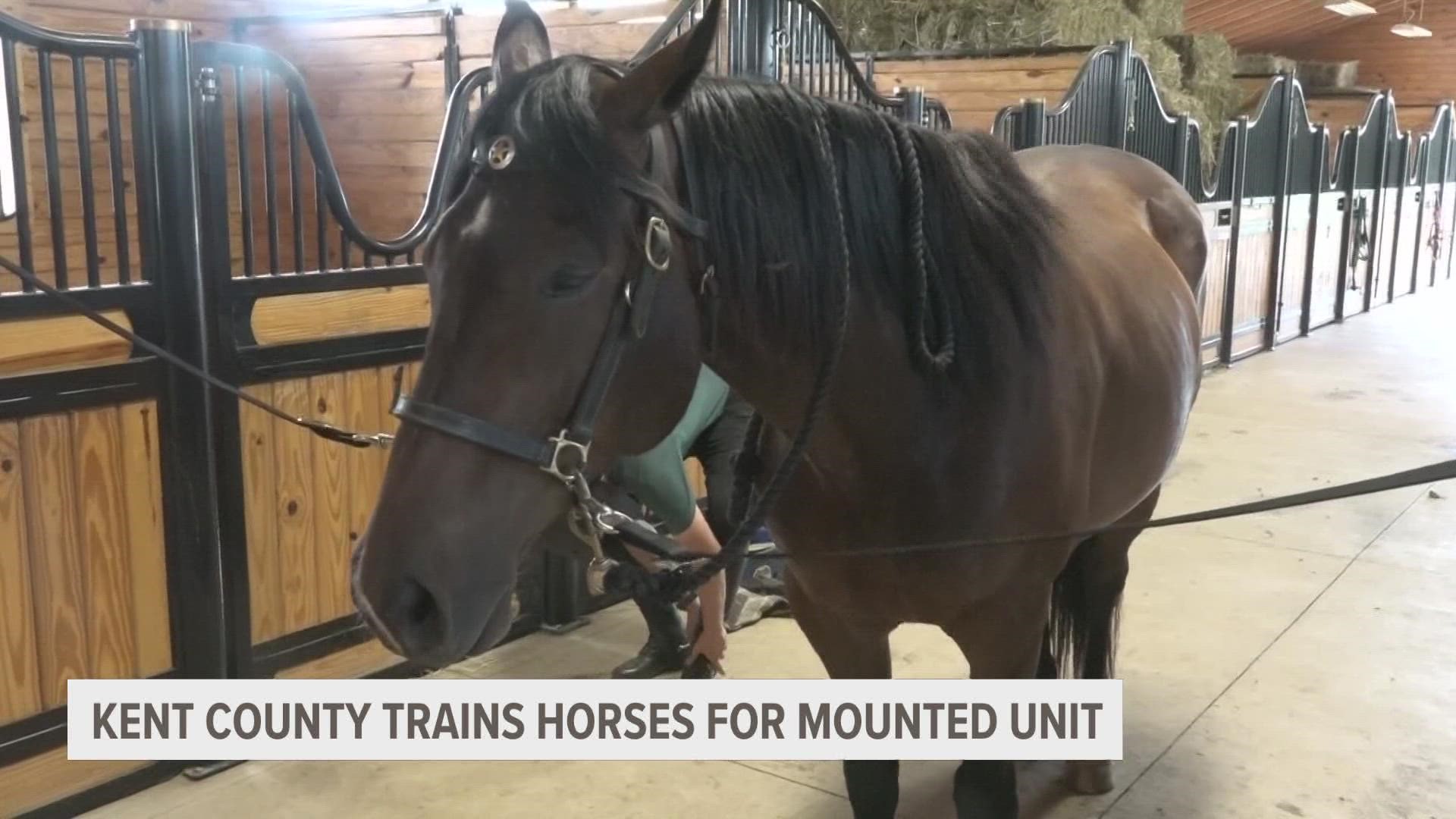 The horses need to be acclimatized to different scenarios a deputy may need them for, and many of those can't be recreated at the training facility.
