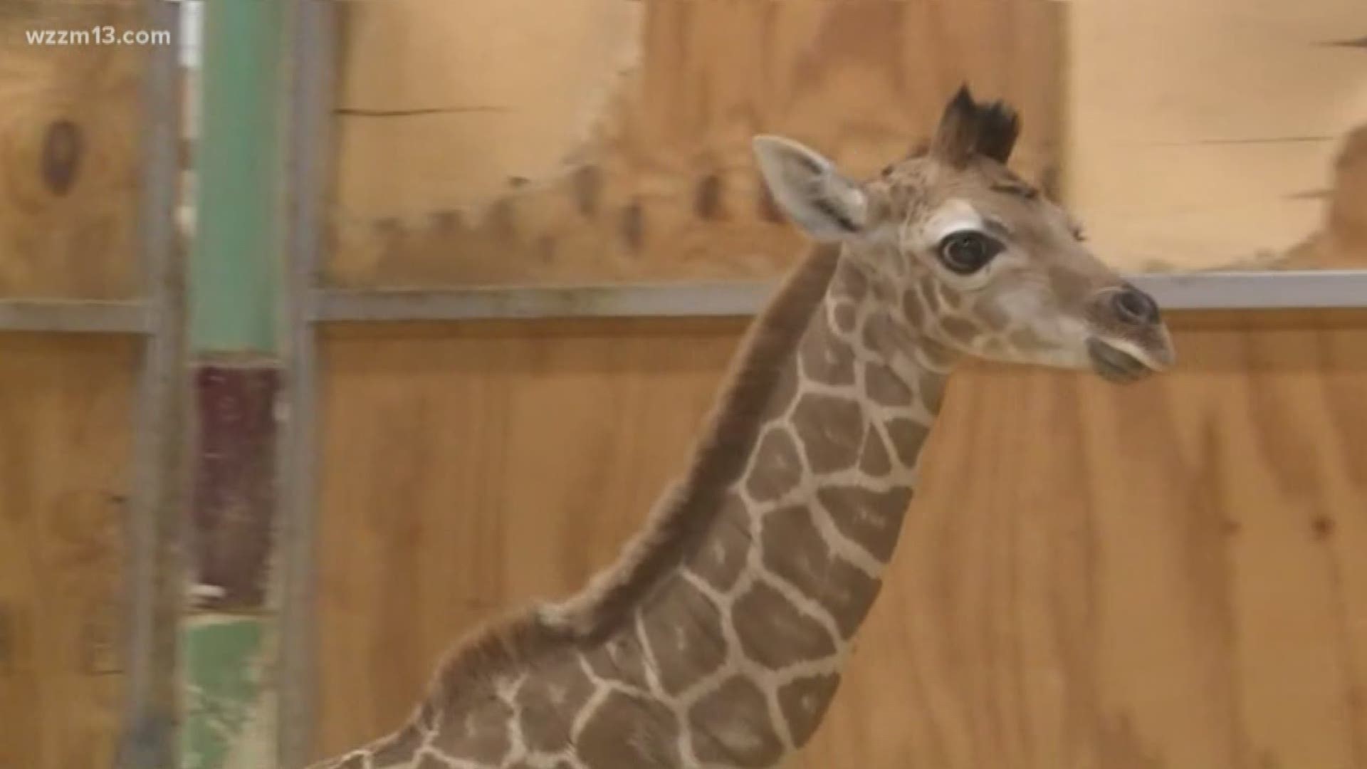 Boulder Ridge Park gets a new giraffe