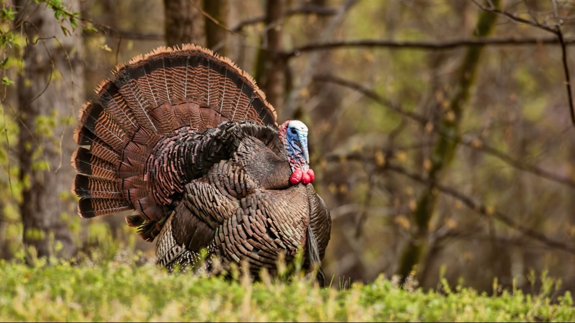 Turkey takeover: DNR gives tips on how to deter turkeys from the  neighborhood | wzzm13.com