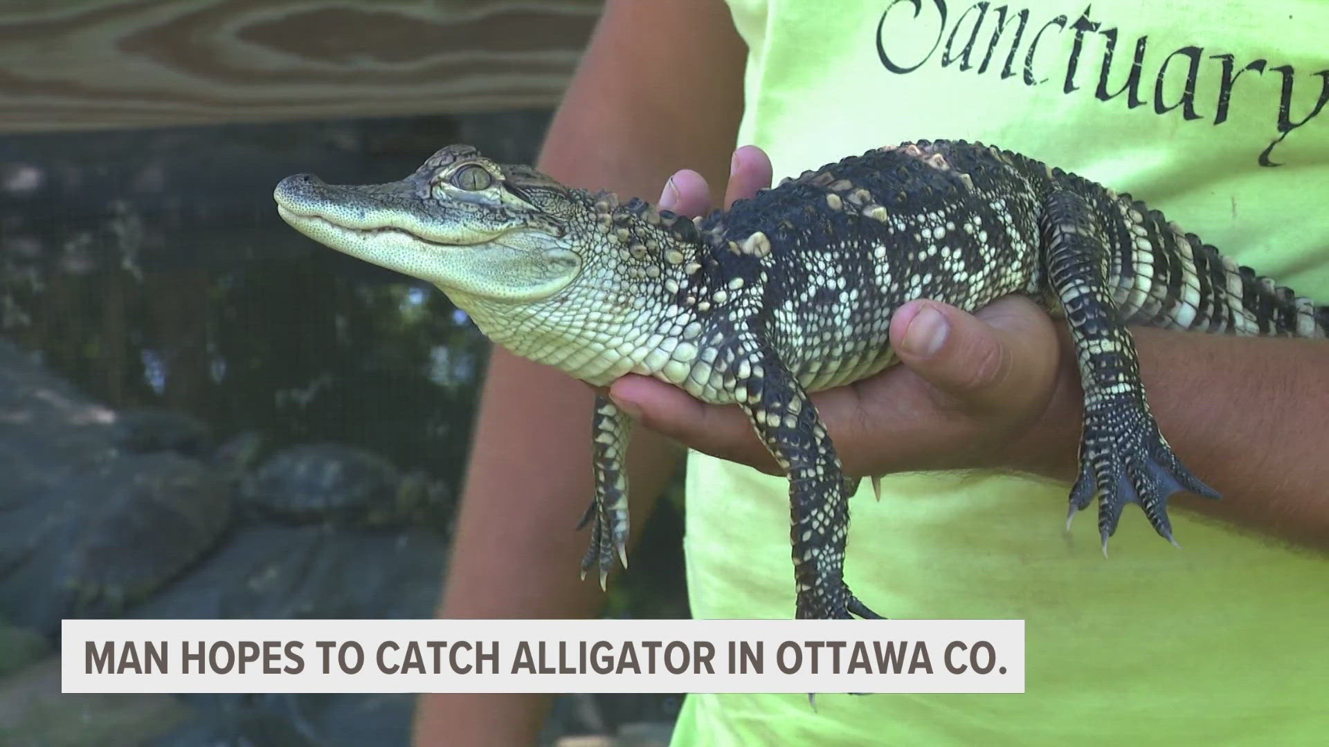 Dan Rooks says he plans to give the alligator to a sanctuary if it is caught.