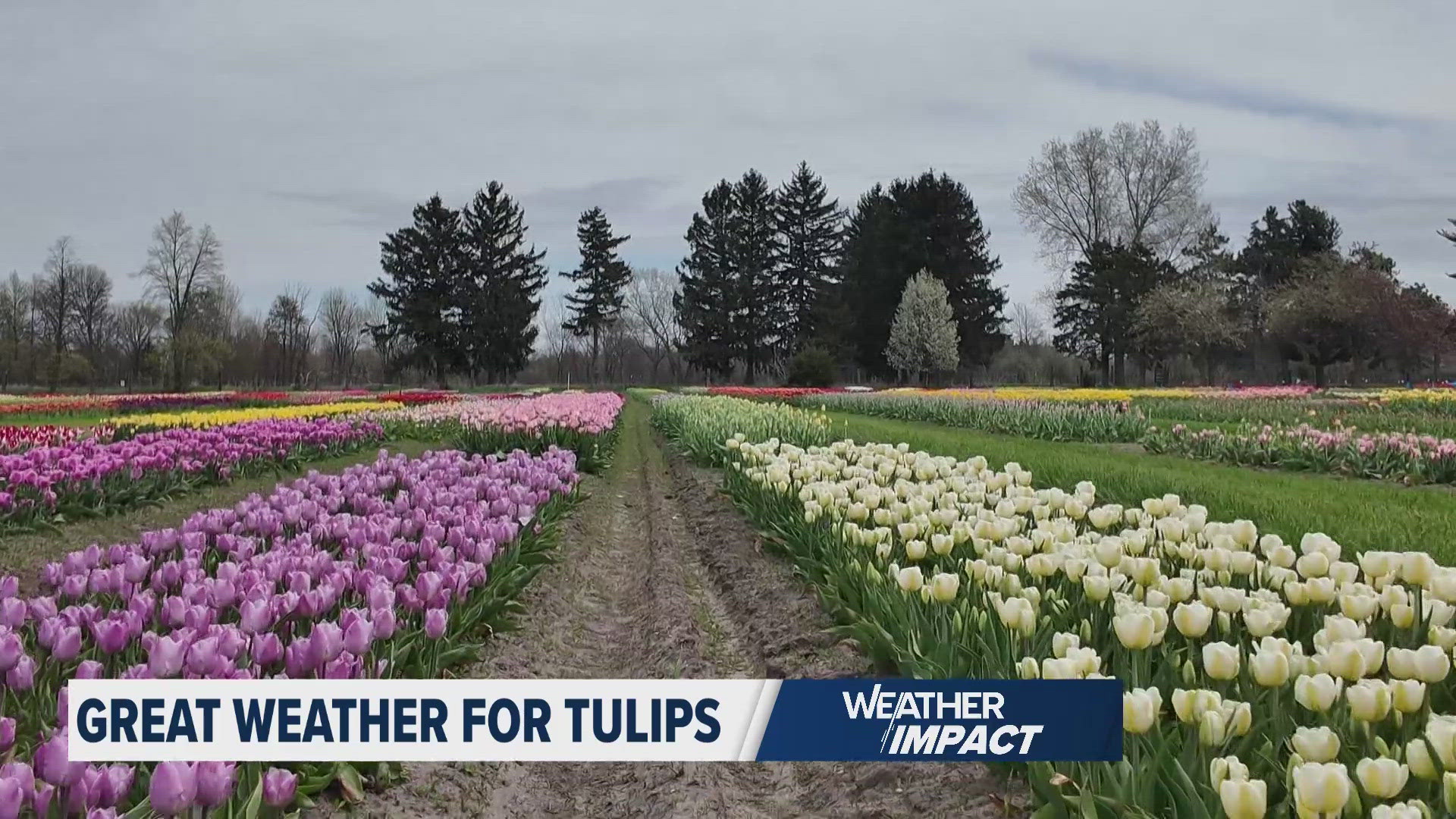 The tulips this year are looking much better than last year. Weather conditions are encouraging for anyone wanting to see them in Holland for Tulip Time Festival.